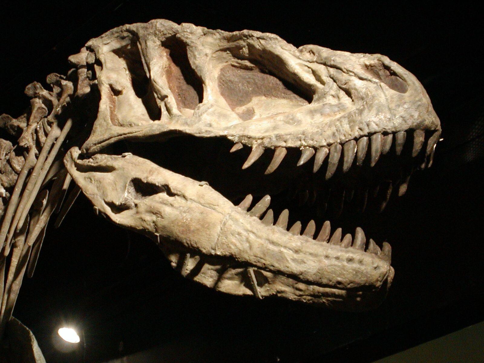 1600x1200 Cool Desktop Sinraptor HD Hi Resolution Wallpaper Dinosaur