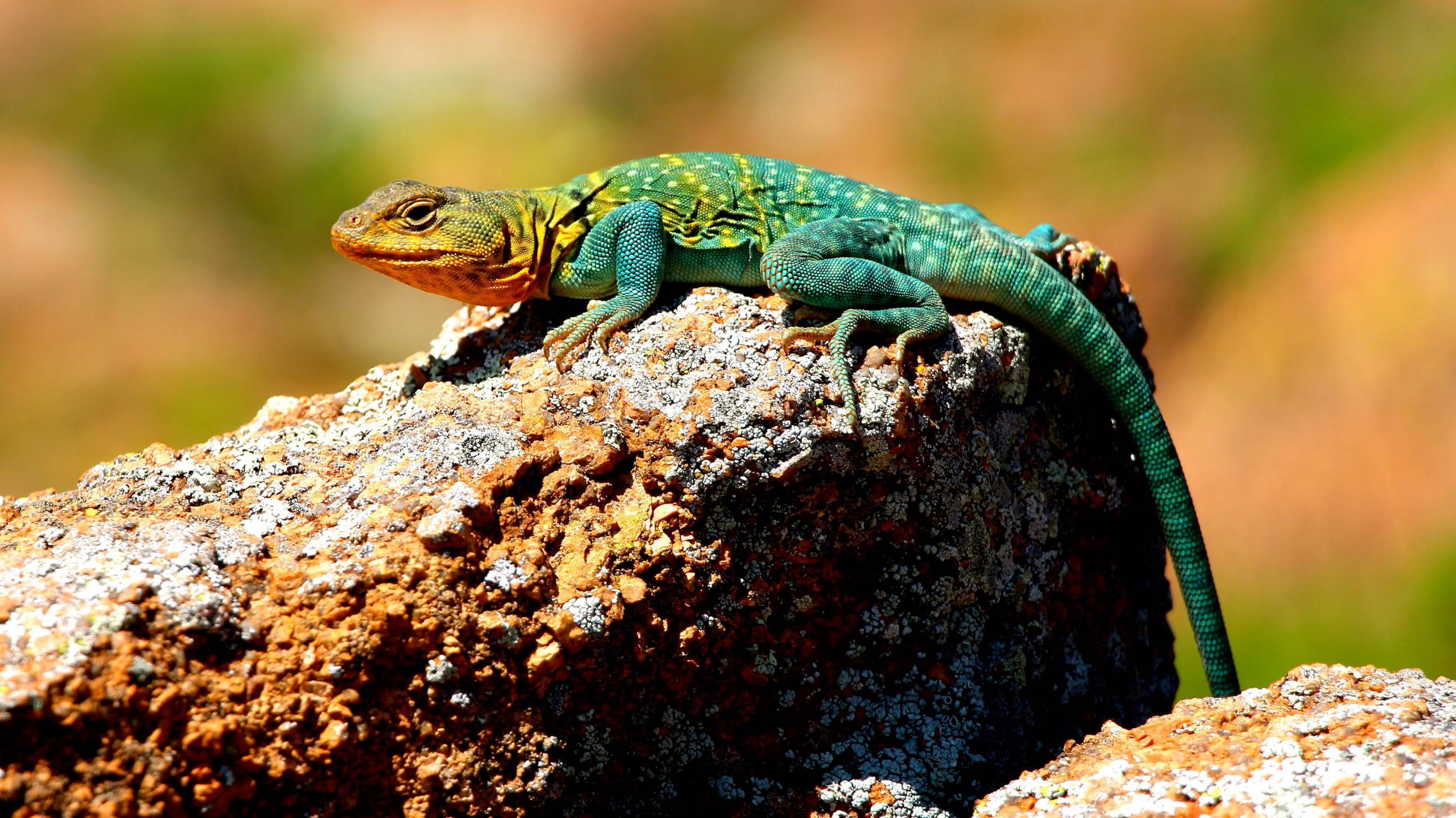 2500x1405 Collared Lizard Wallpaper 15 X 1405