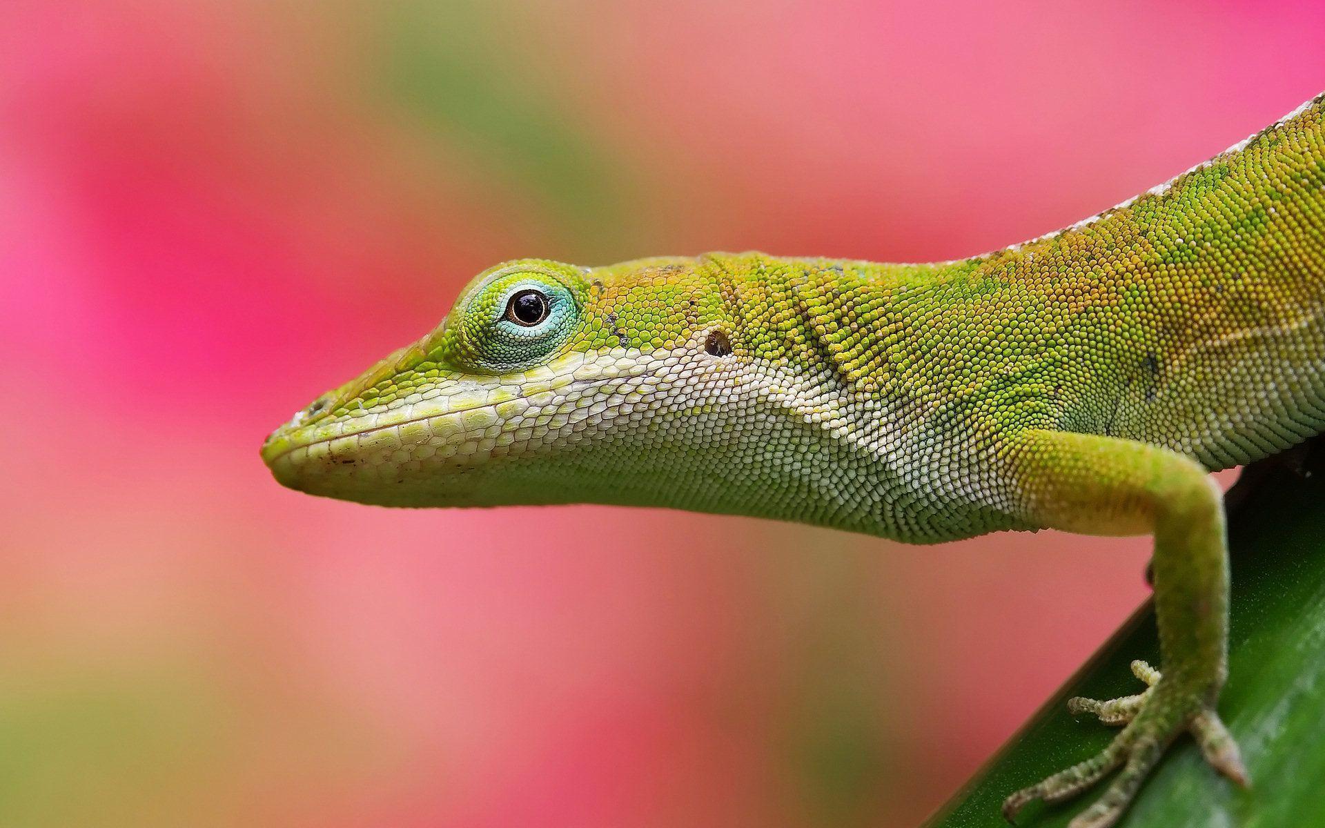 1920x1200 lizard Wallpaper Image Photo Picture Background