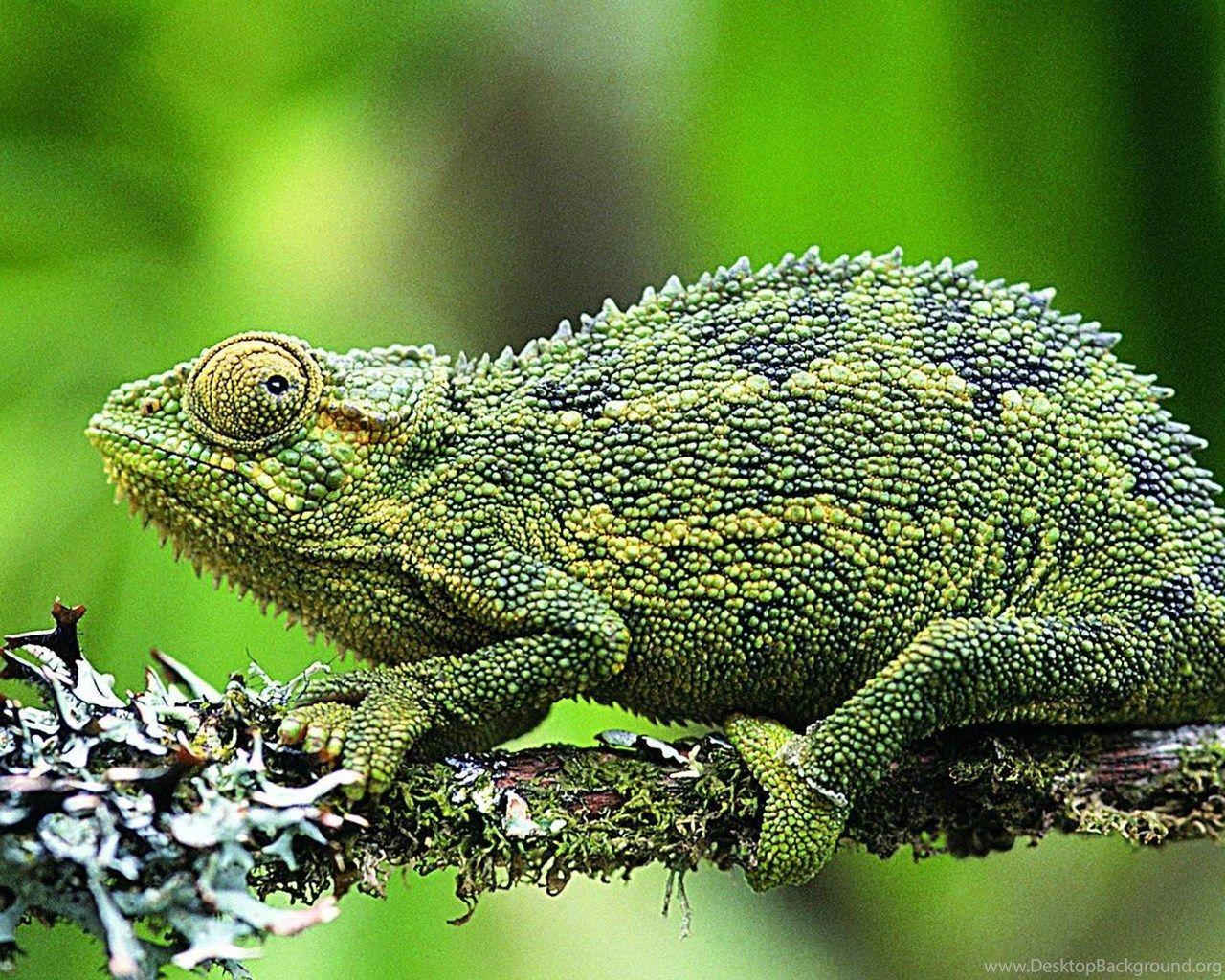 1280x1024 HD Lizard Wallpaper Albums Desktop Background