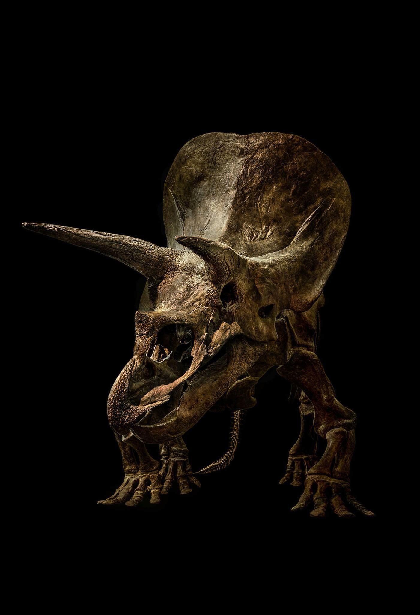 1401x2048 Dinosaur skeletons captured in stunning detail