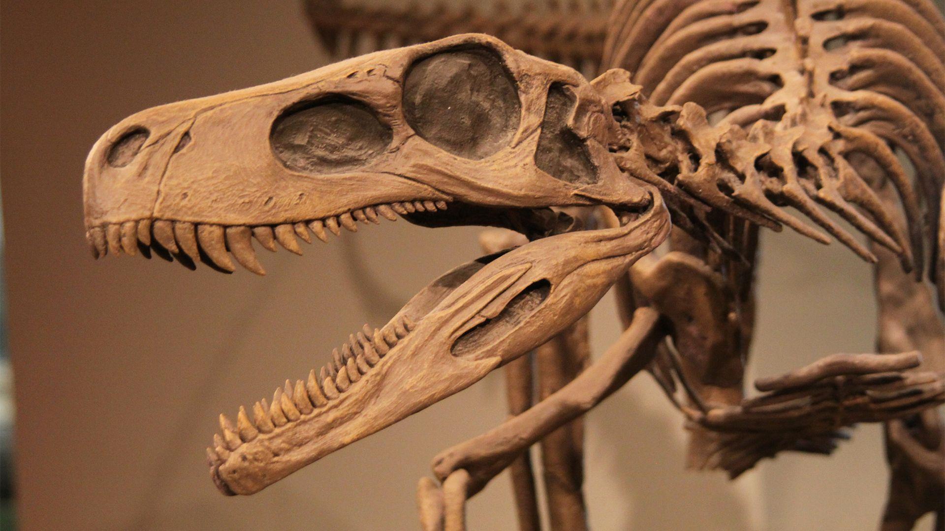 Dinosaur Skeleton Wallpapers Top Free Dinosaur Skeleton Backgrounds 