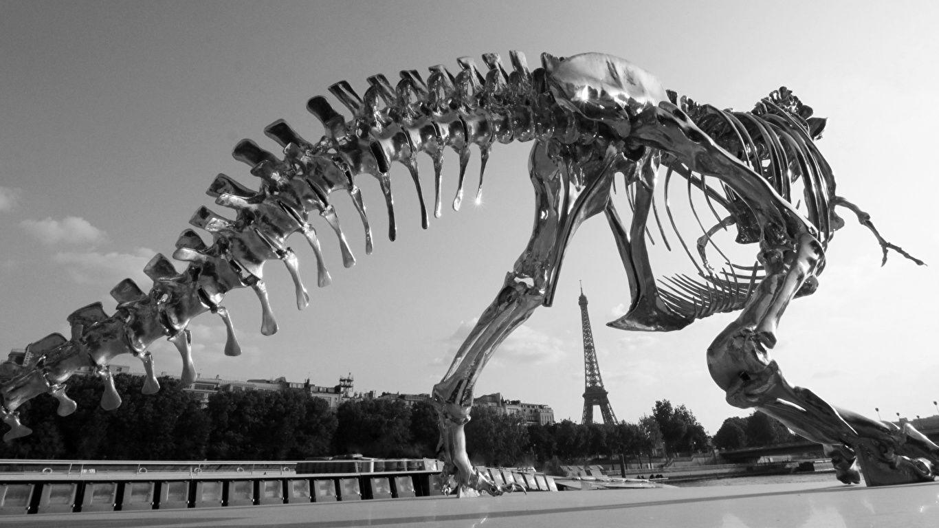 1366x768 Image Paris Dinosaurs France T Rex Skeleton Cities 1366x768