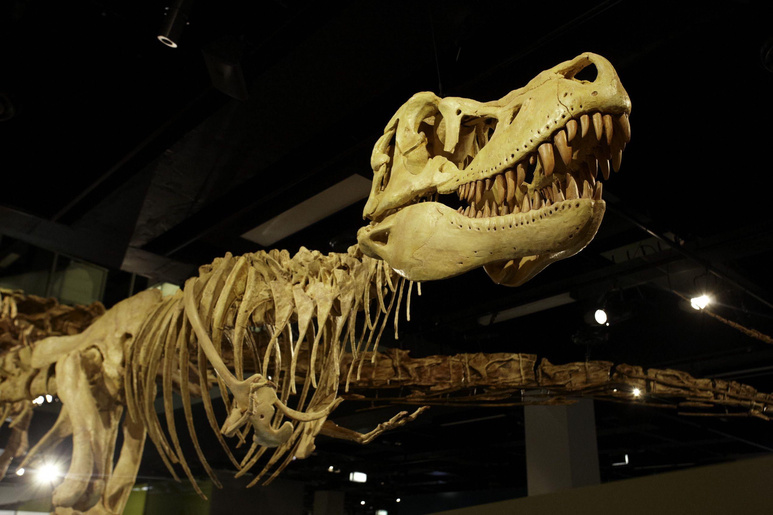 2539x1693 Dinosaur Museum Wallpaper High Quality