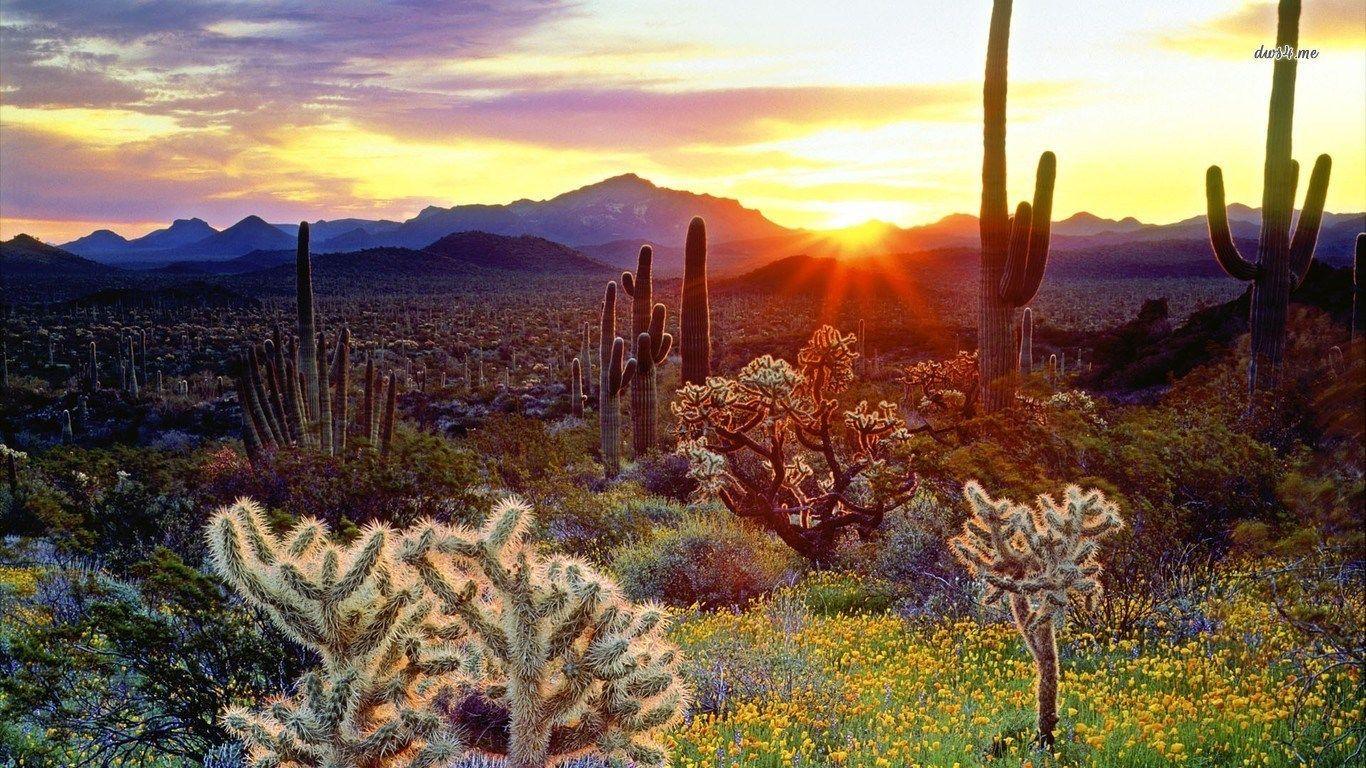 Arizona Sunrise Wallpapers - Top Free Arizona Sunrise Backgrounds