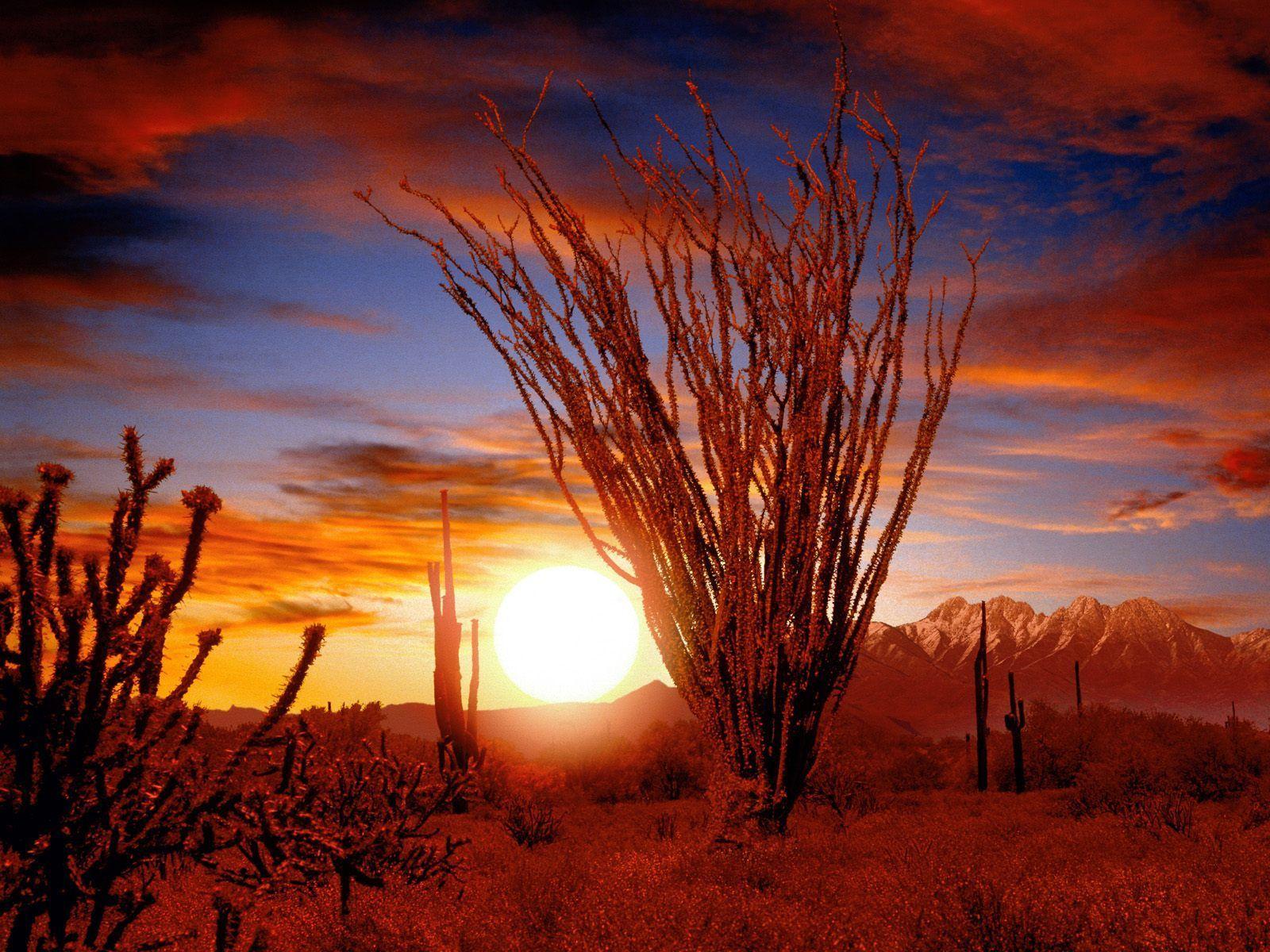 1600x1200 Deserts in Africa. Ocotillo, Sonora Desert, Arizona