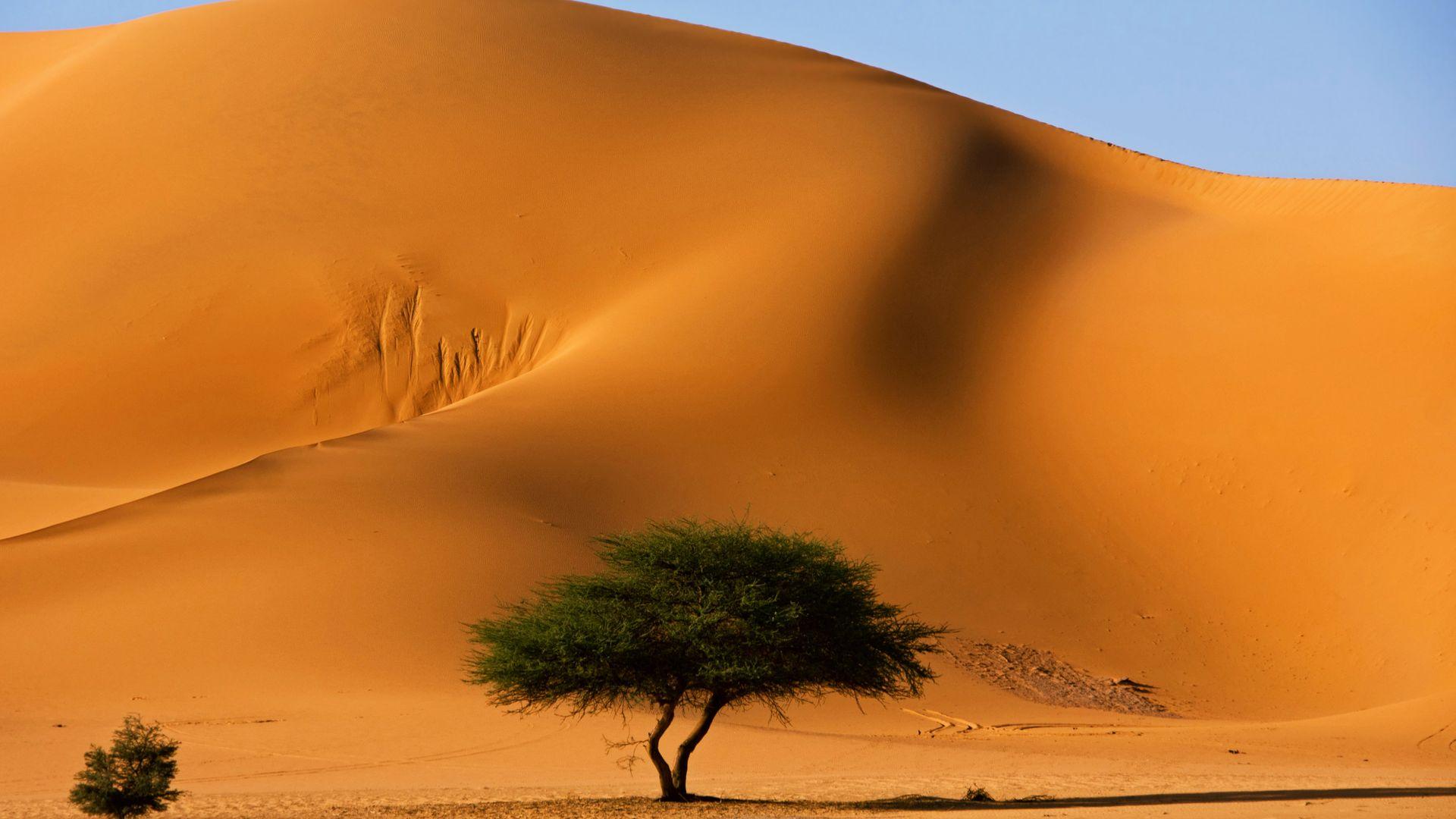 1920x1080 Desert Trees and Sand Dune HD Wallpaper