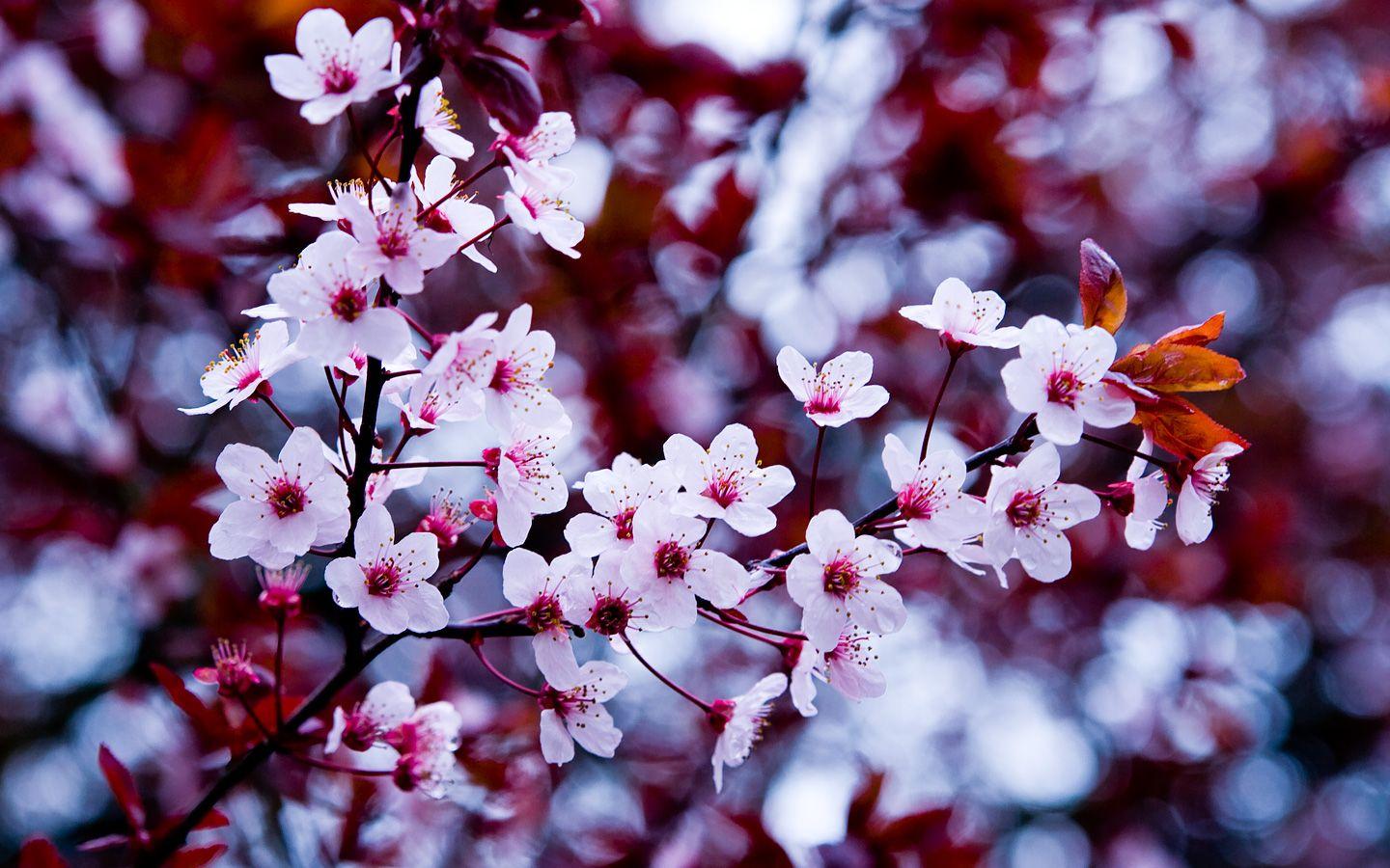 1440x900 Beautiful Flower Tumblr hình nền