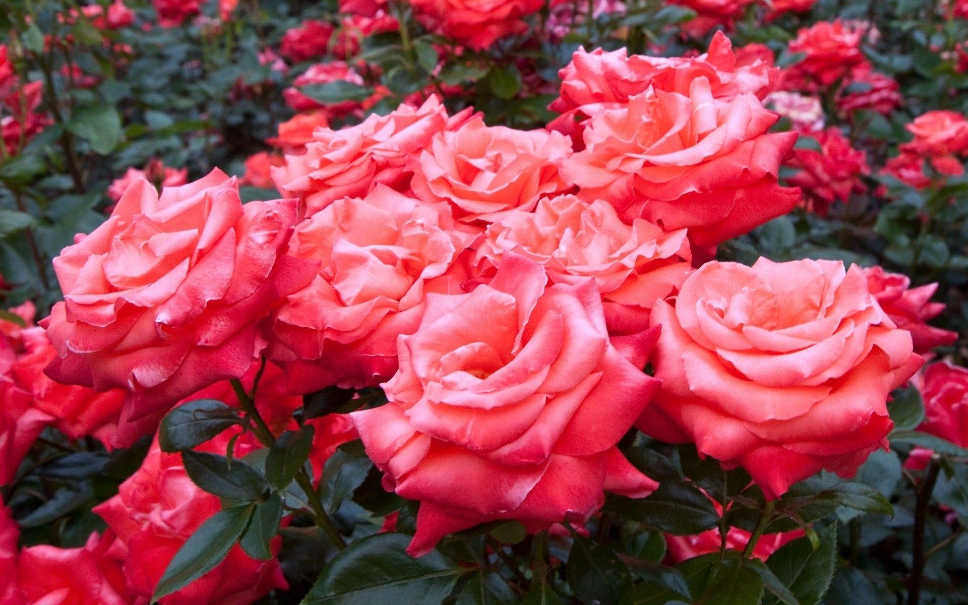 Hình nền hoa hồng tuyệt vời 1920x1200 Tumblr 7257 1920 x 1200