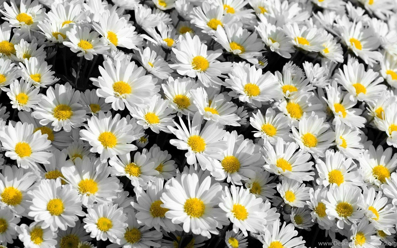 1680x1050 Flower Wallpaper Tumblr Desktop Background