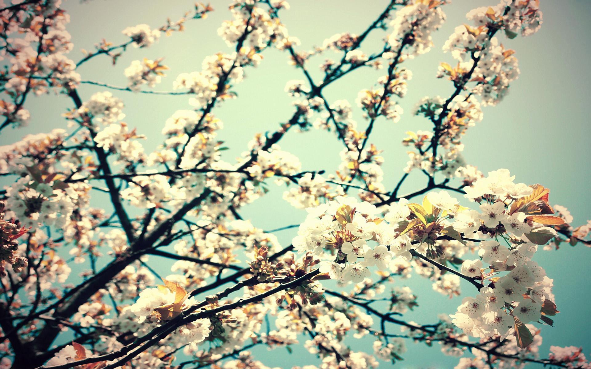 1920x1200 Flower Image Tumblr