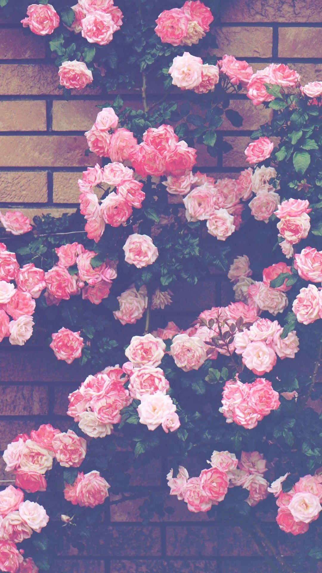 1080x1920 Die Besten Blumen Hintergrundbilder für Tumblr