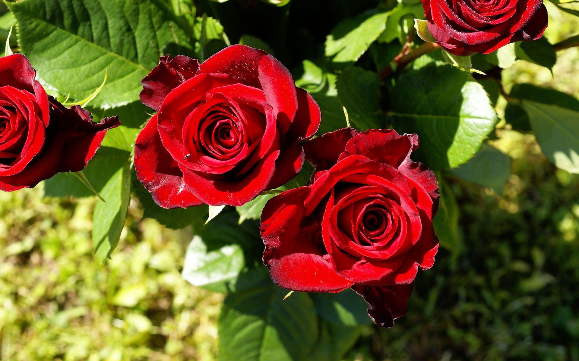 Flower Power Black Wallpaper