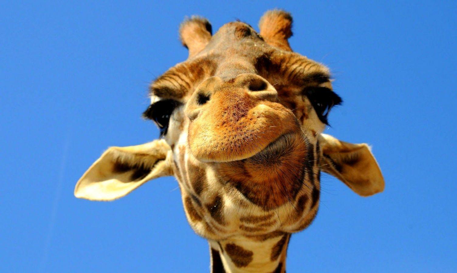 1504x900 Funny Giraffe Wallpaper Free HD