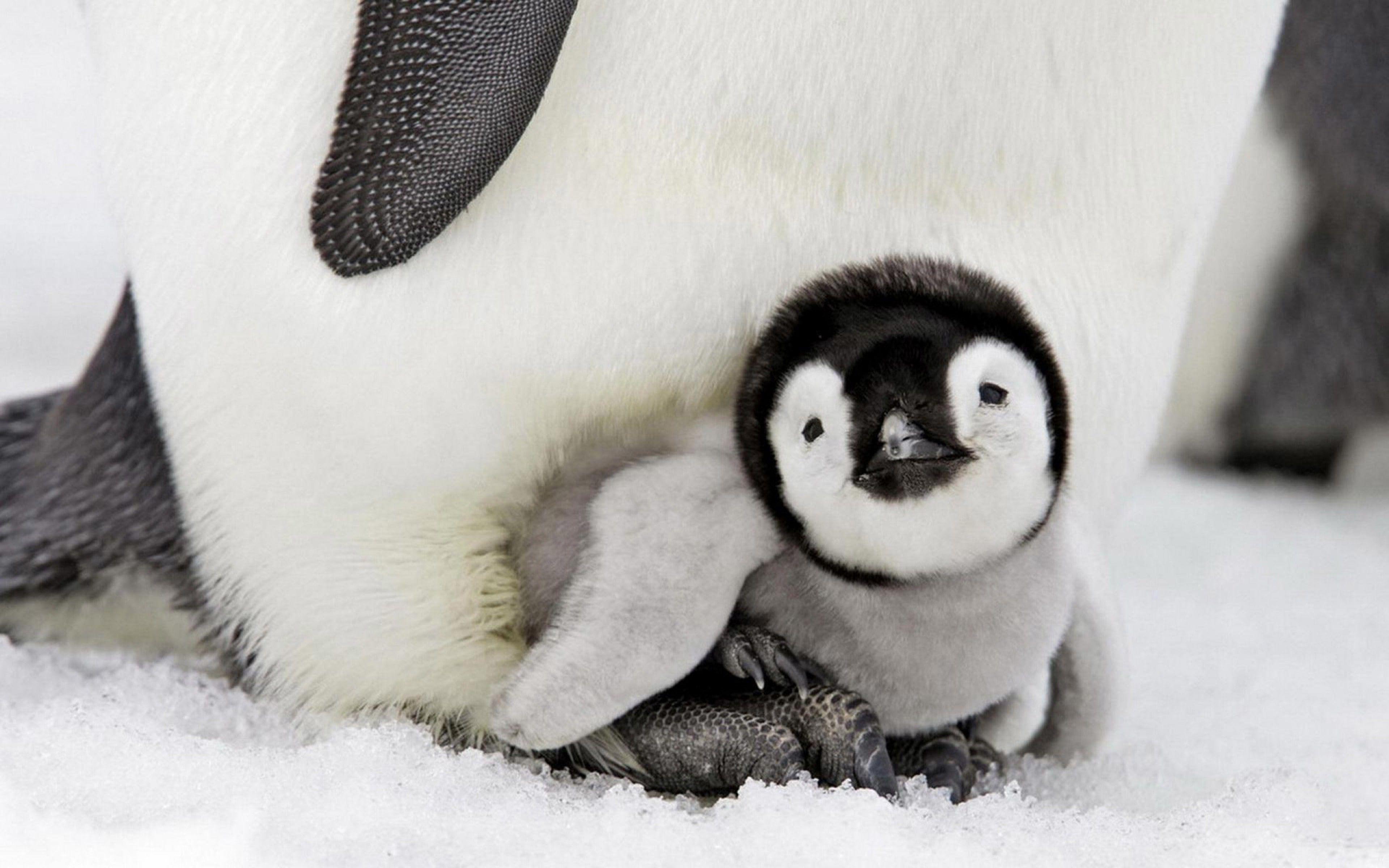 Cute Penguin Wallpapers Full