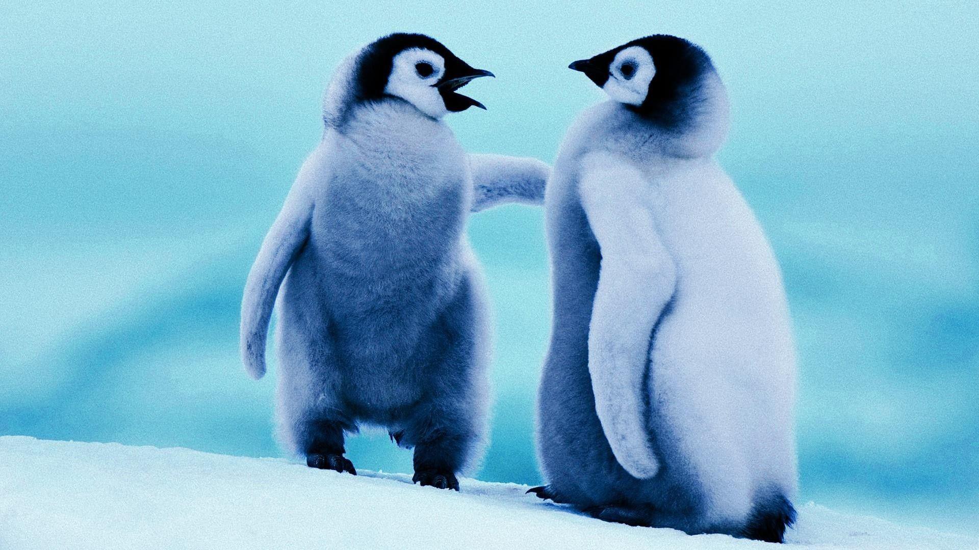 Cute Real Baby Penguins