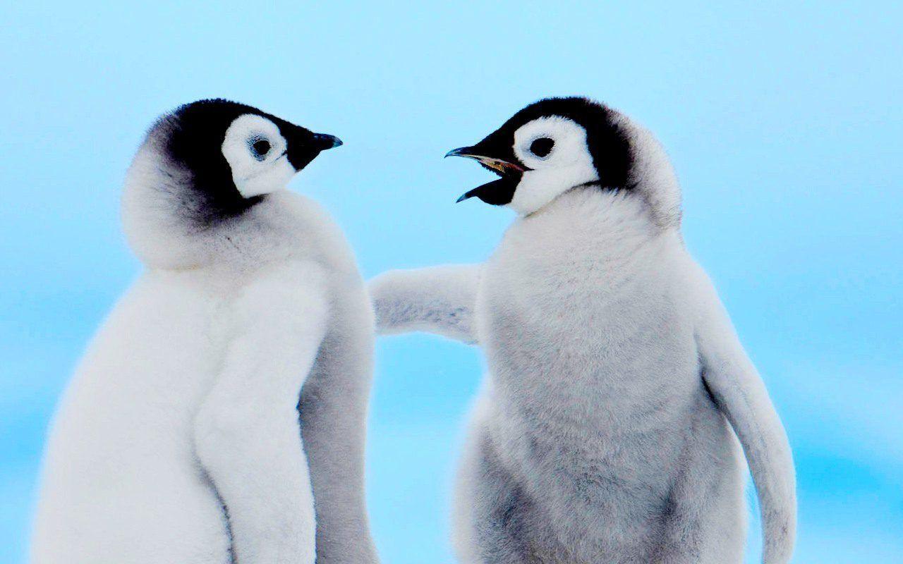 1280x800 Cute penguin wallpaper Gallery