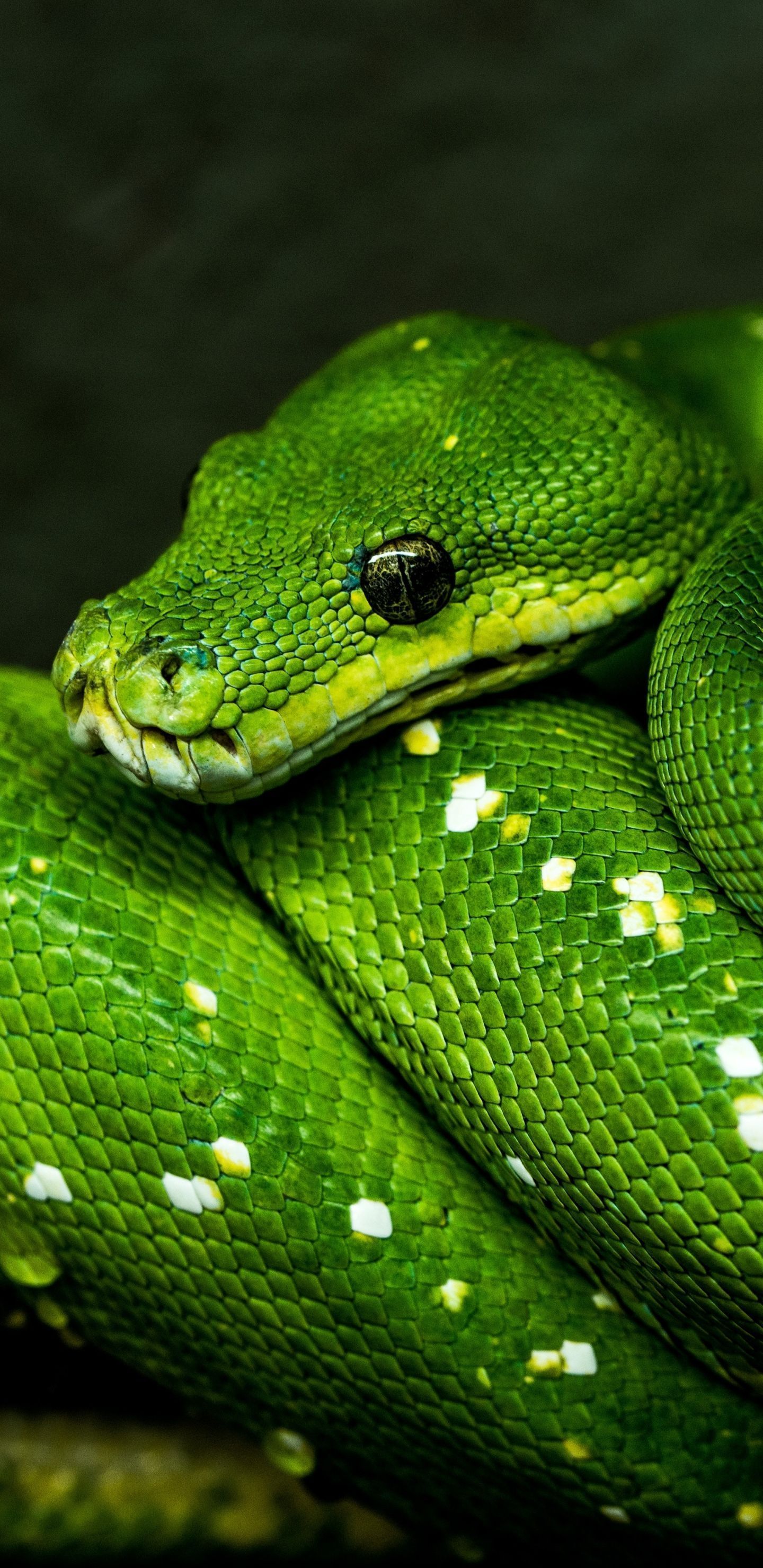 Python Phone Wallpapers - Top Free Python Phone Backgrounds ...