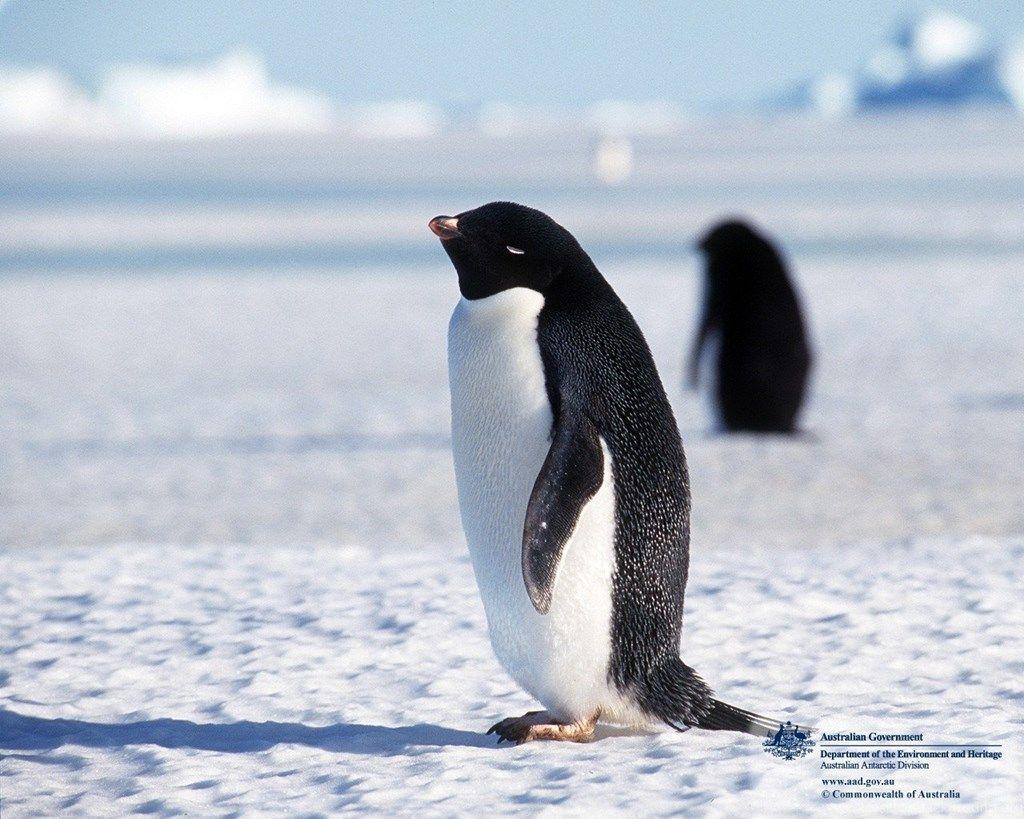 1024x819 Cute Penguins Most Wallpaper In HD Gallsource.com Desktop