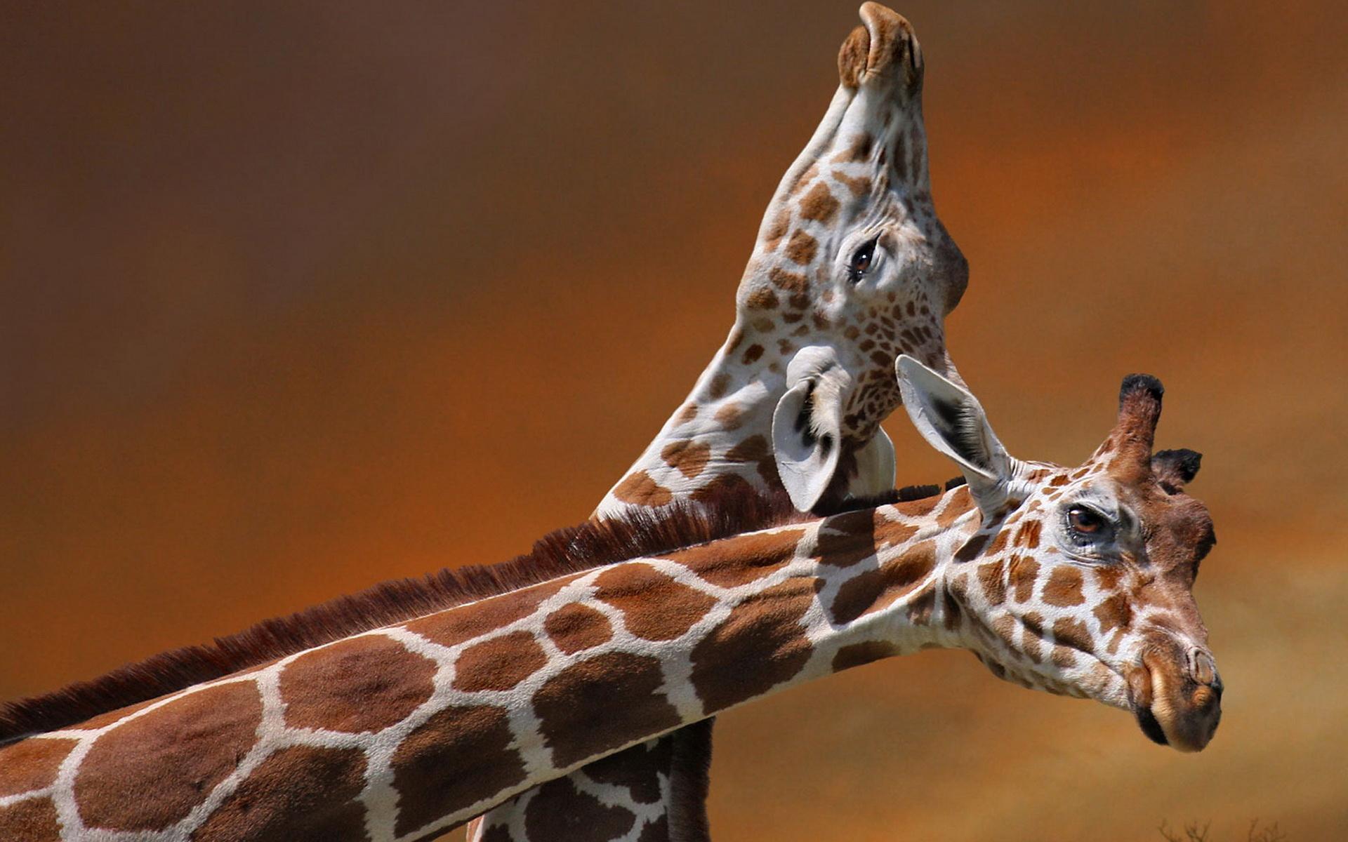 Baby Giraffe Wallpapers Top Free Baby Giraffe Backgrounds