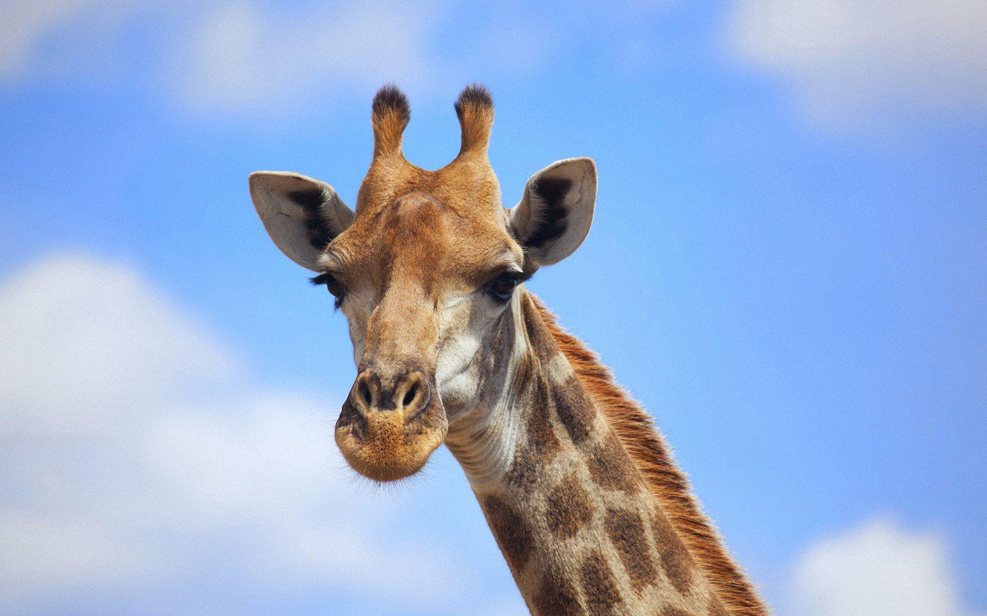 Cute Giraffe Wallpapers - Top Free Cute Giraffe Backgrounds ...