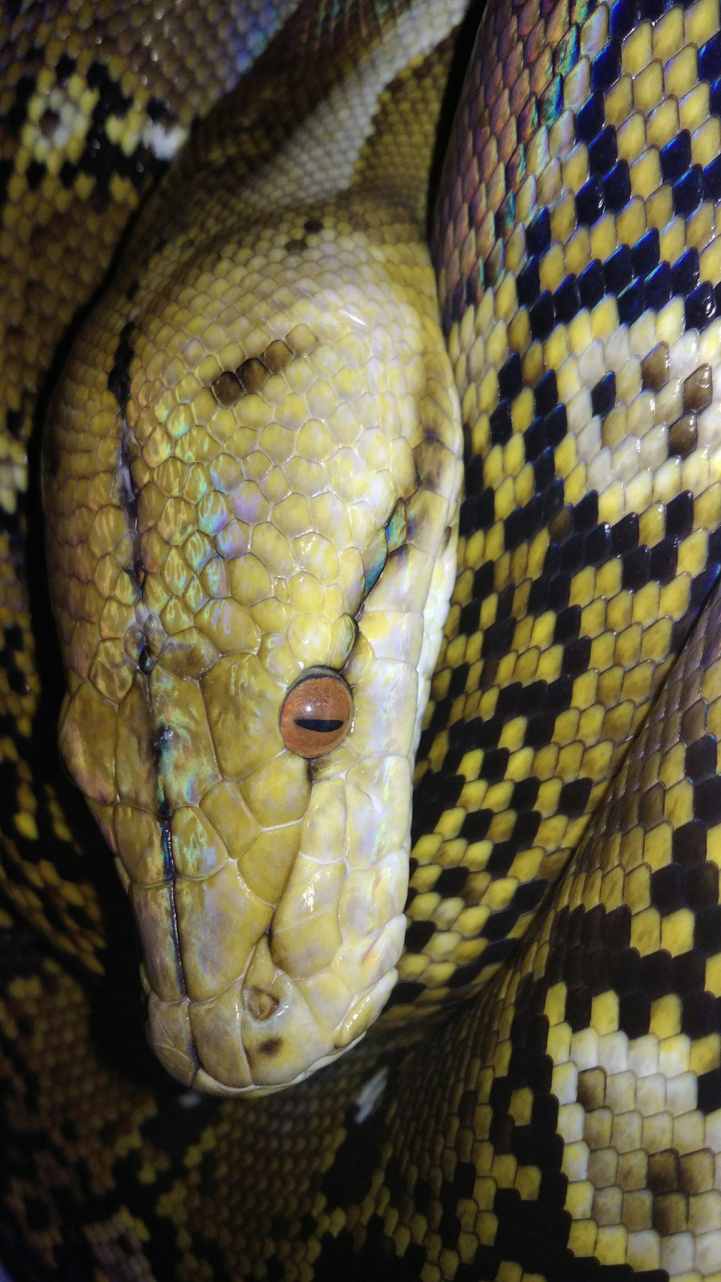 Python Phone Wallpapers - Top Free Python Phone Backgrounds ...