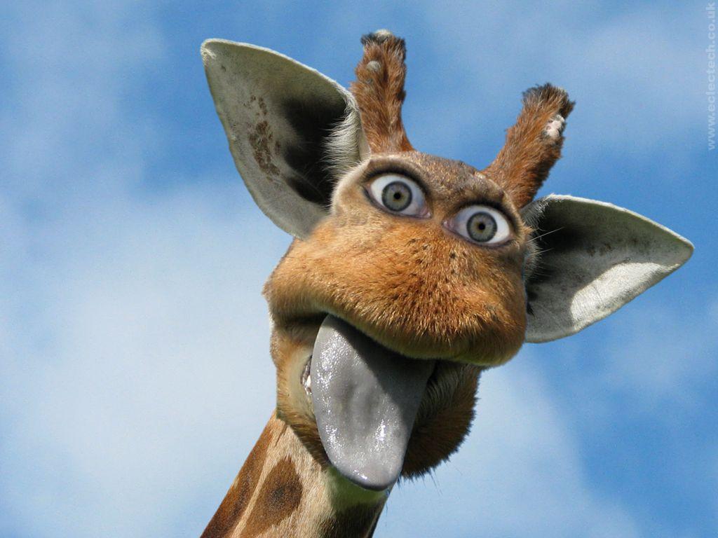 1024x768 Funny Giraffe Picture, 100% Full HDQ Funny Giraffe Pics