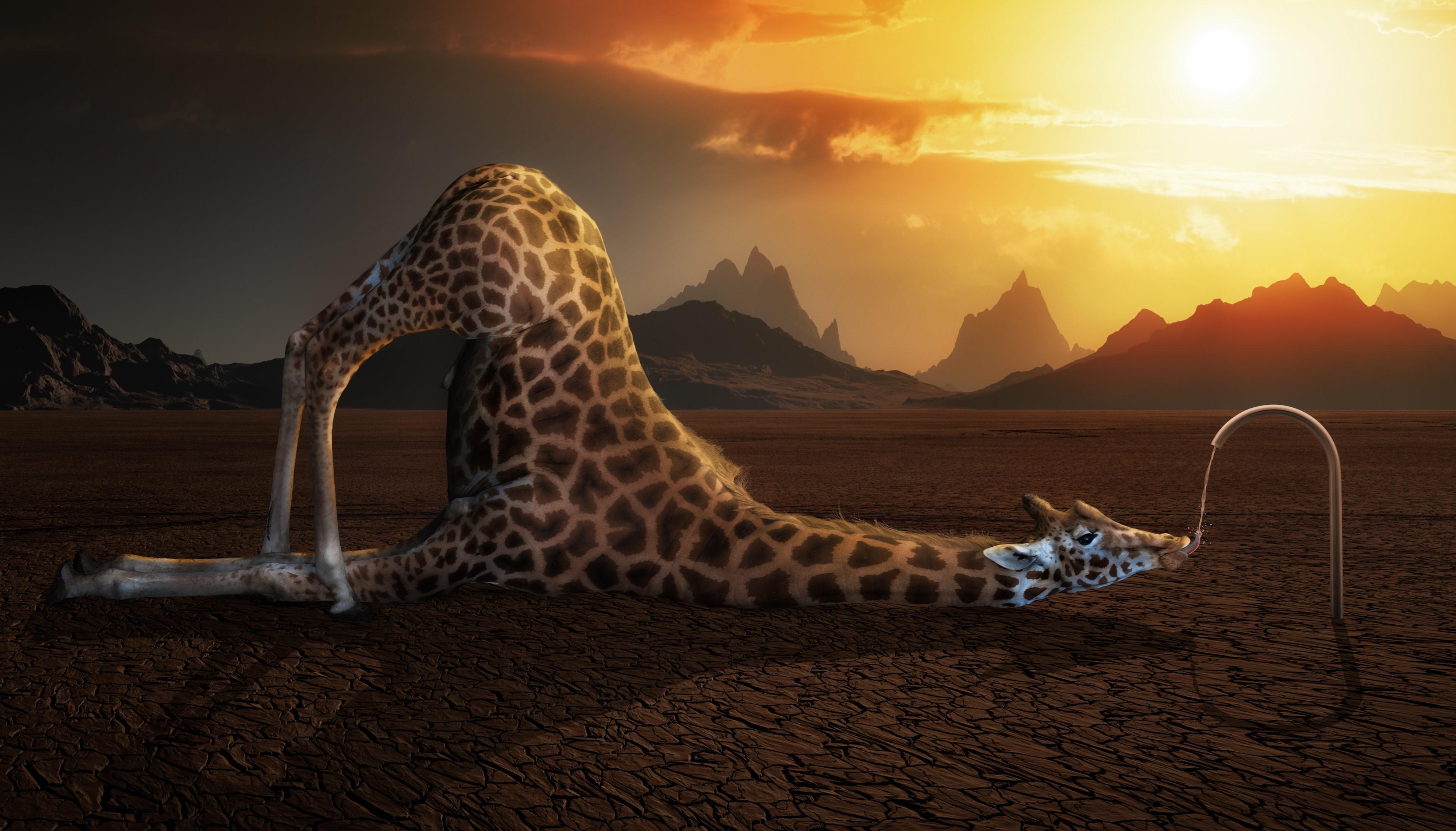 4000x2283 Giraffe HD