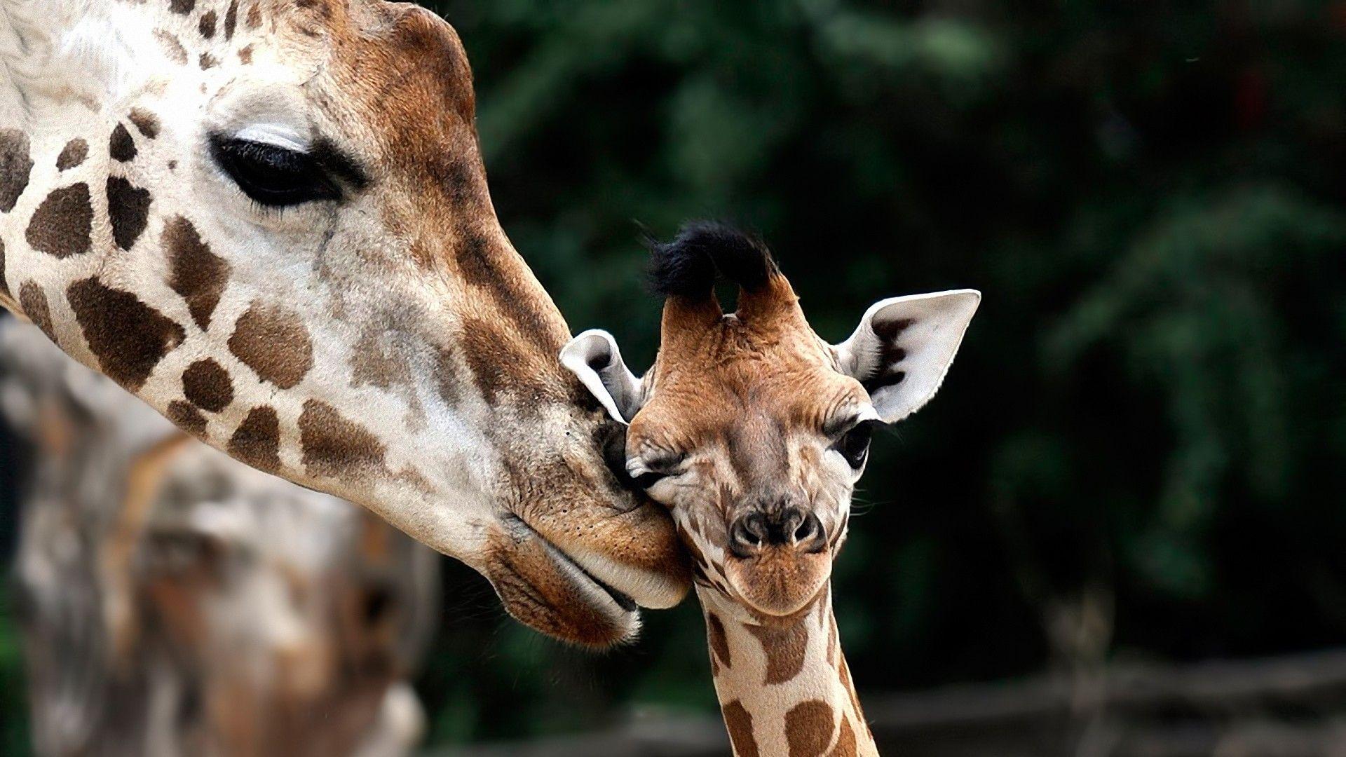 1920x1080 Giraffe Wallpaper (the best image in 2018)