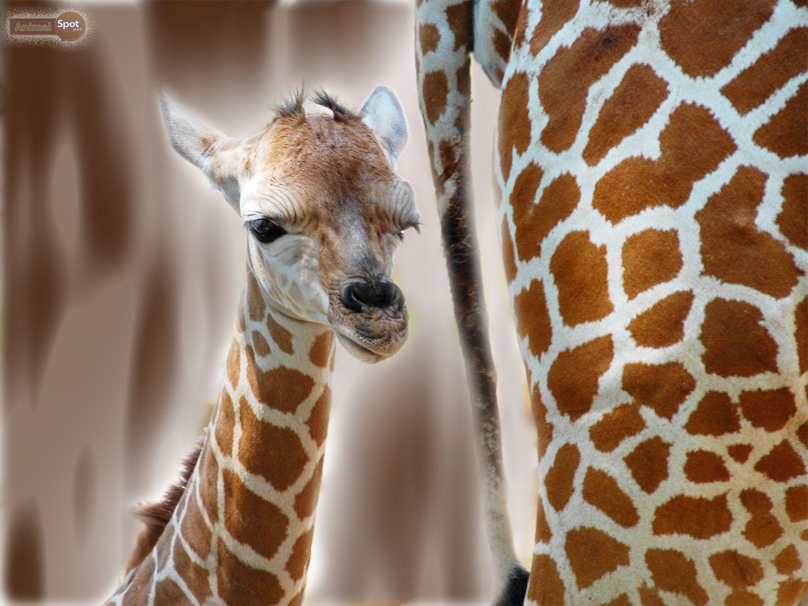 1600x1200 Giraffe Wallpaper