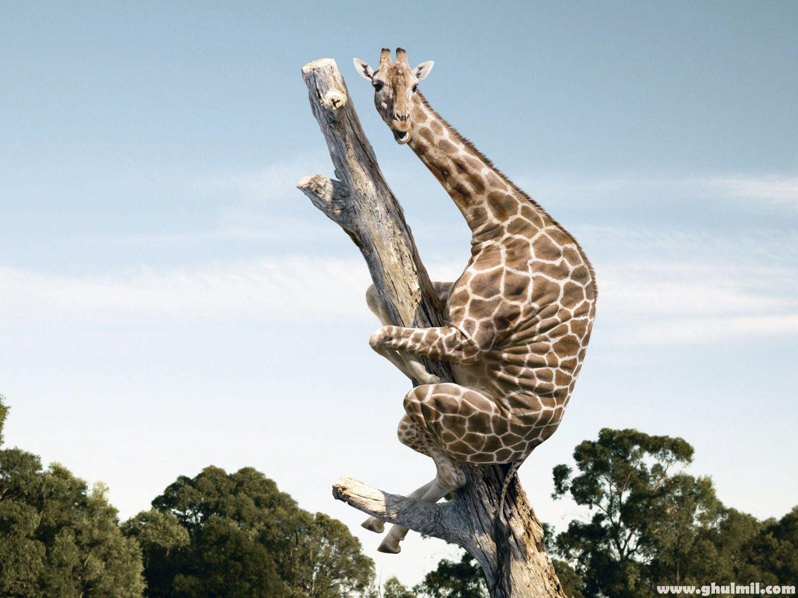 1600x1200 CUTE GIRAFFE, IPHONE WALLPAPER BACKGROUND IPHONE WALLPAPER