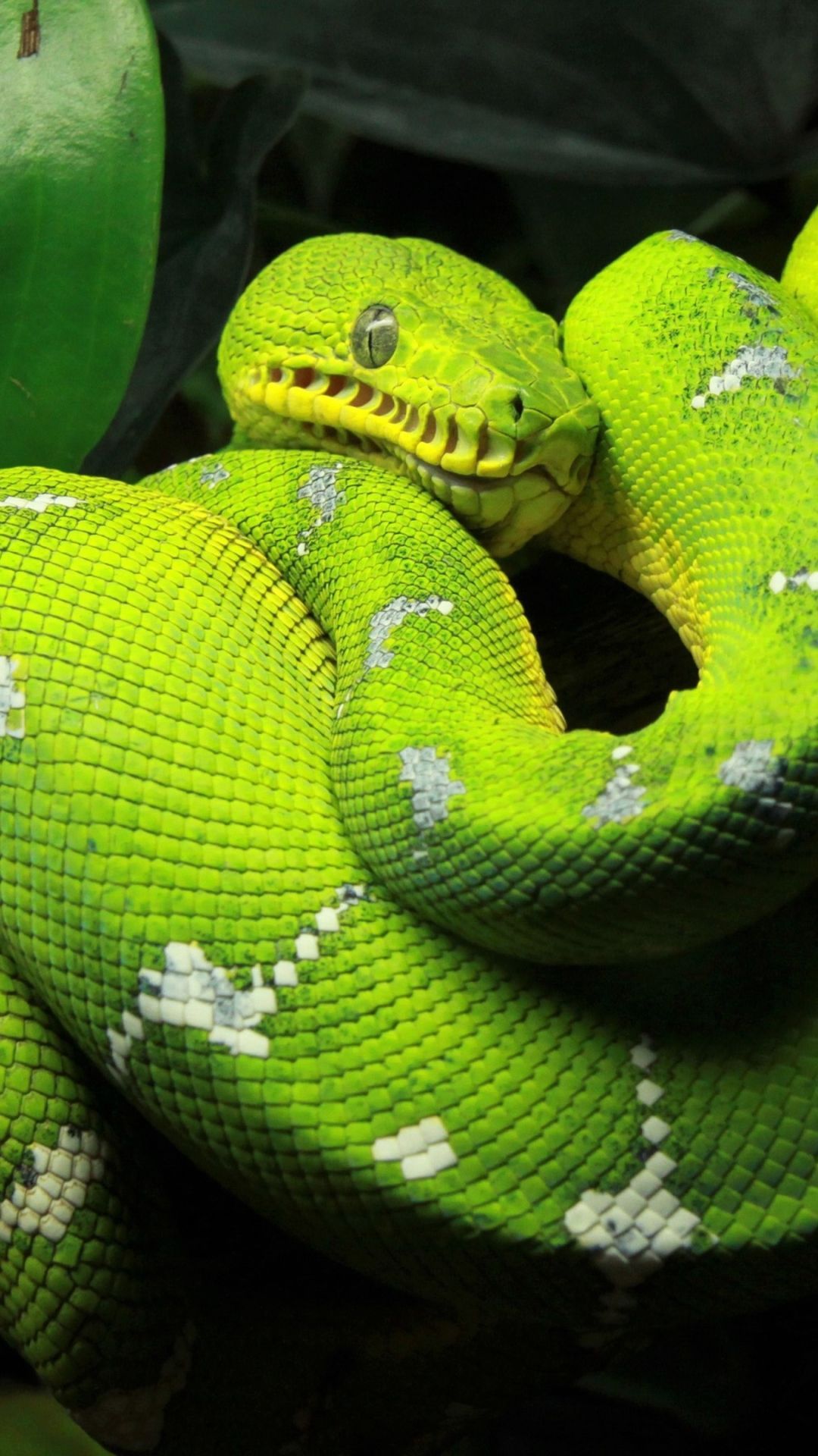 Python Phone Wallpapers - Top Free Python Phone Backgrounds ...