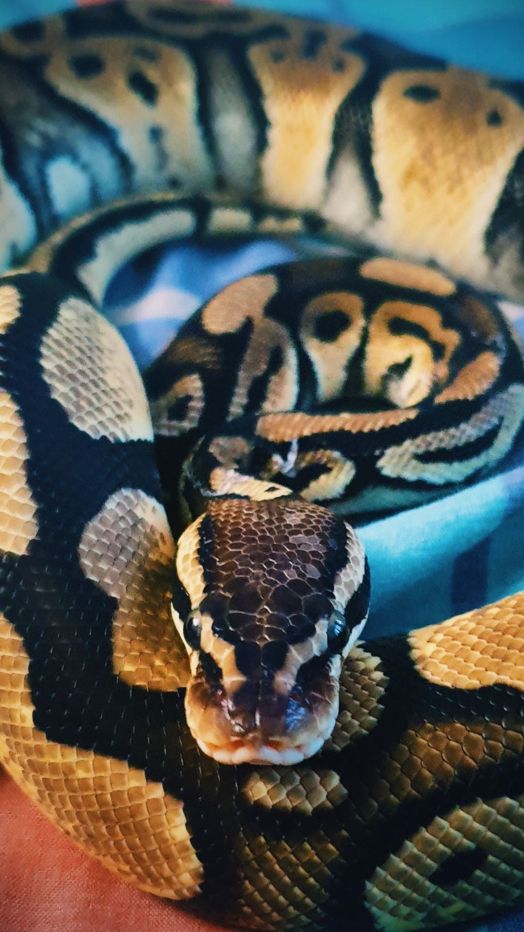 Python Phone Wallpapers - Top Free Python Phone Backgrounds ...