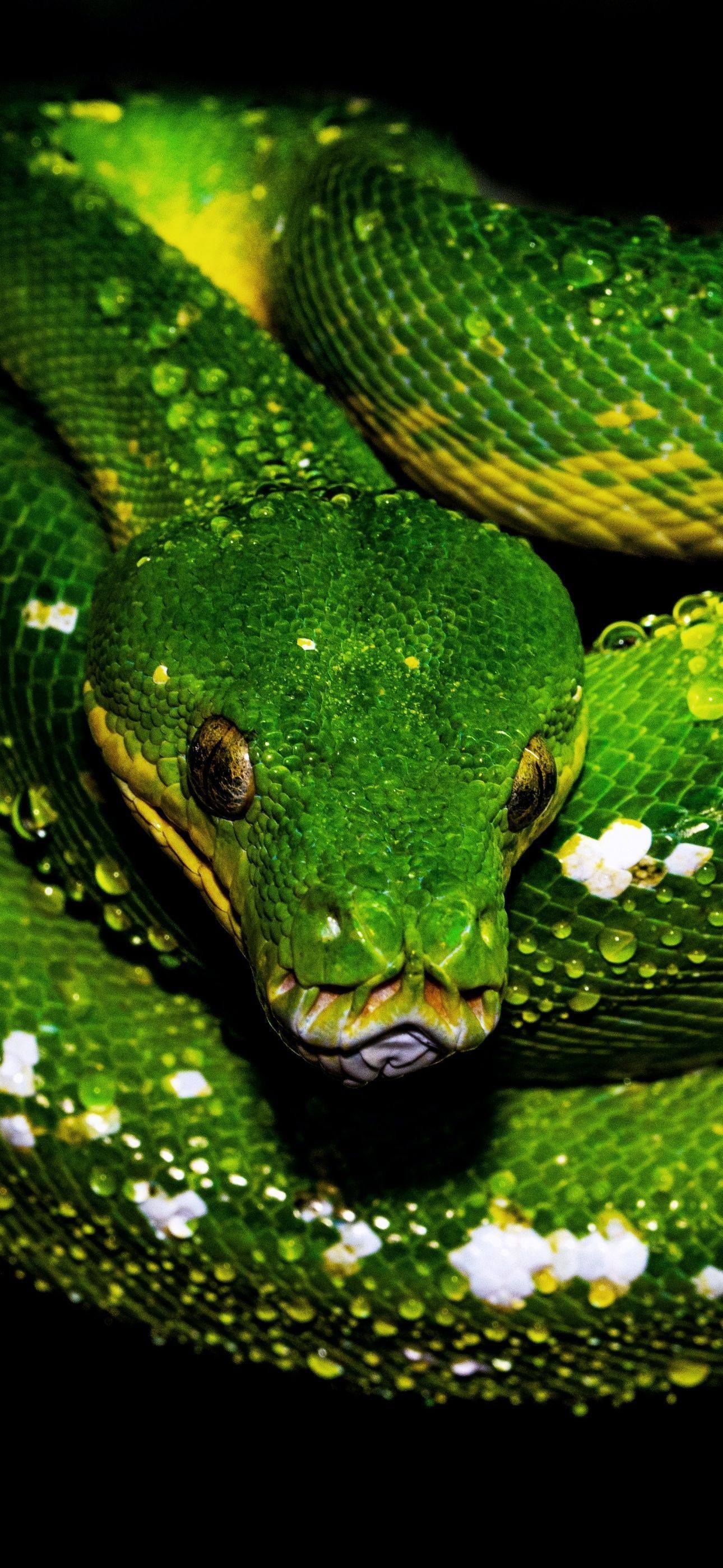 Python Phone Wallpapers - Top Free Python Phone Backgrounds ...