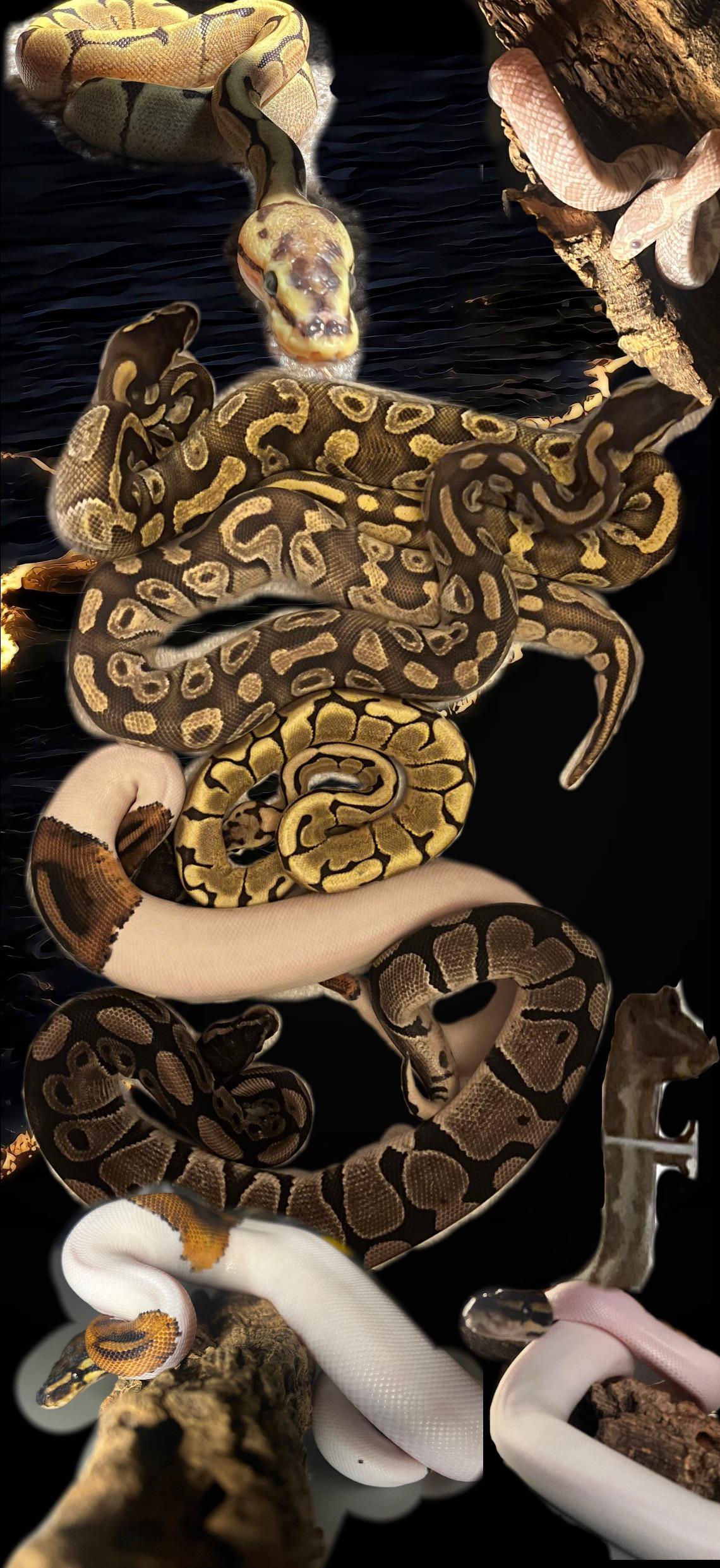 1140x2482 Ball python wallpaper