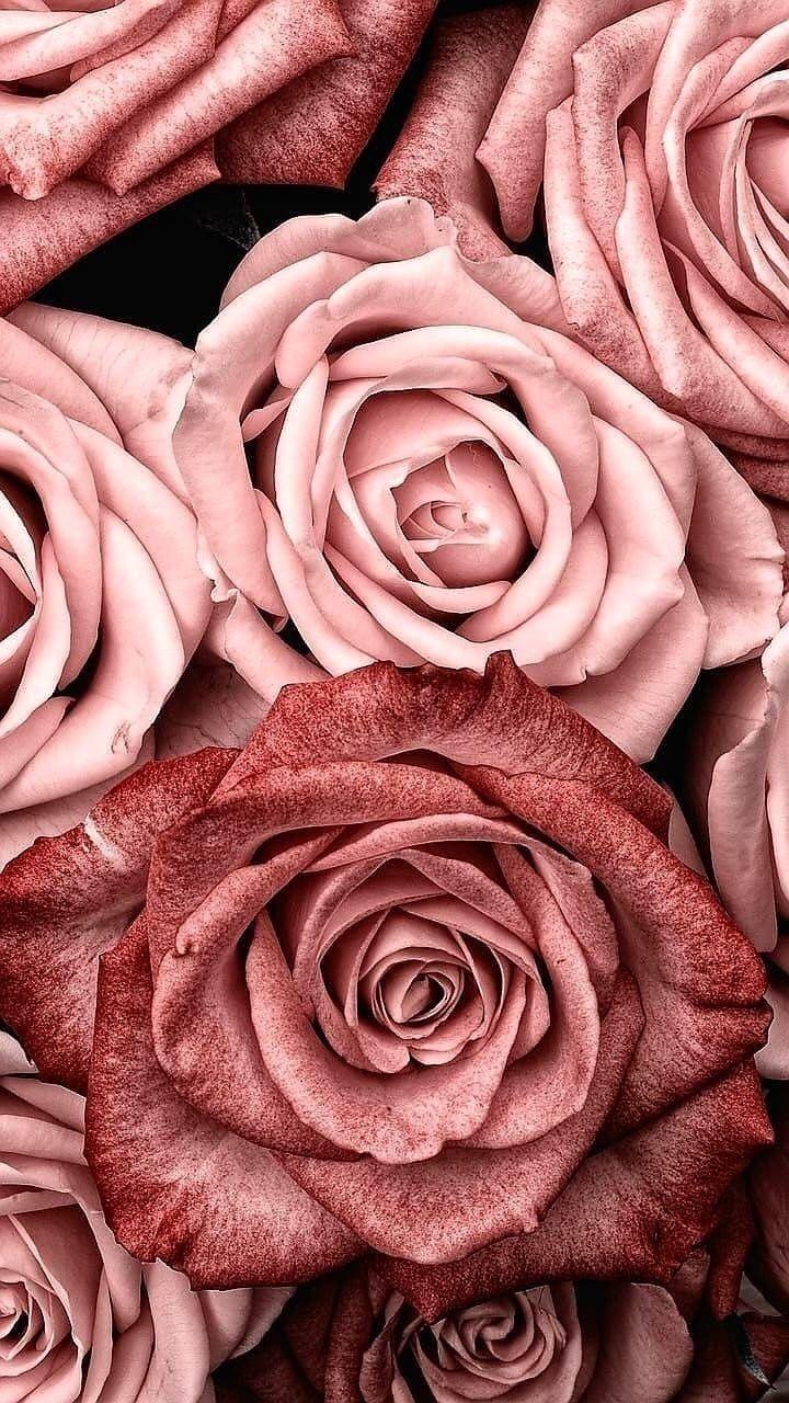 Rose Gold Aesthetic Wallpapers Top Free Rose Gold