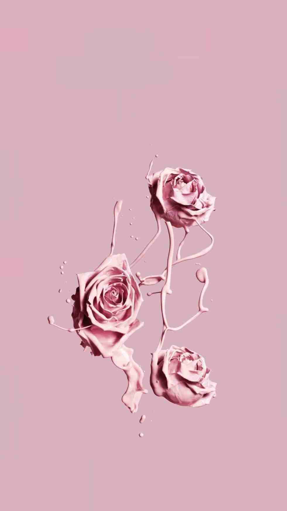 981x1744 Black Aesthetic Wallpaper Rose