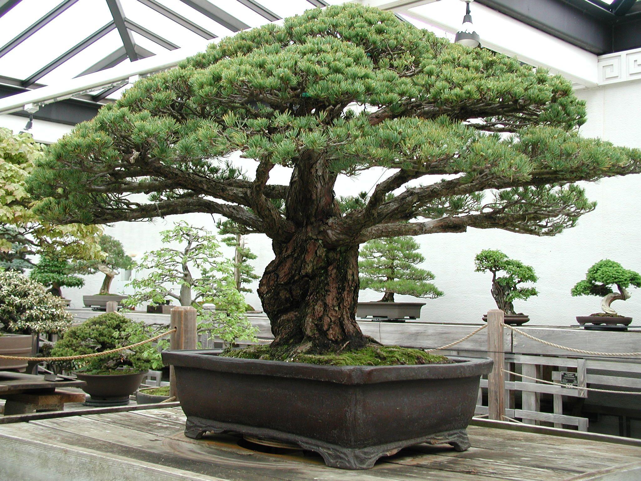 Bonsai Tree Wallpapers - Top Free Bonsai Tree Backgrounds - WallpaperAccess