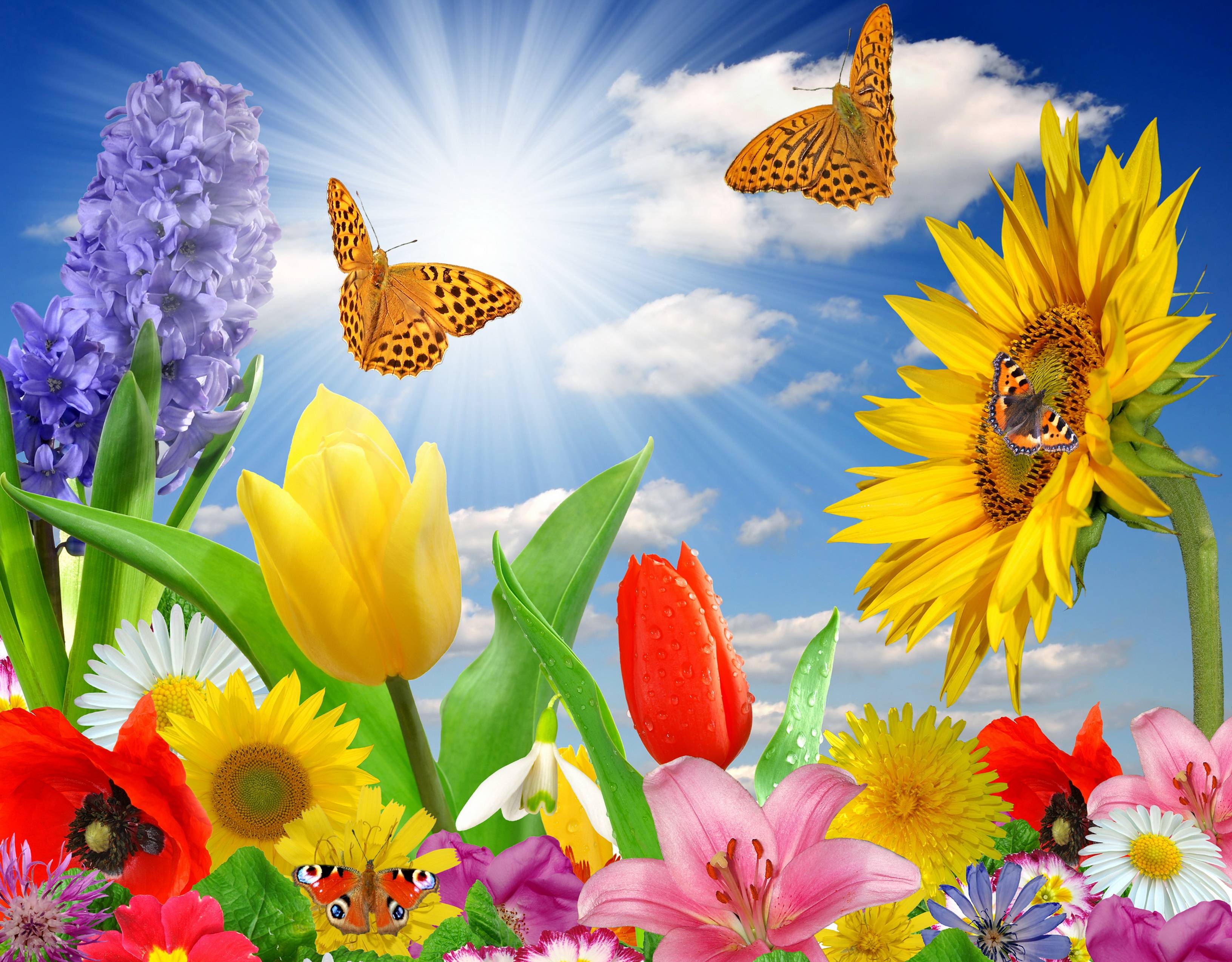 Flowers And Butterflies Wallpapers Top Free Flowers And Butterflies 
