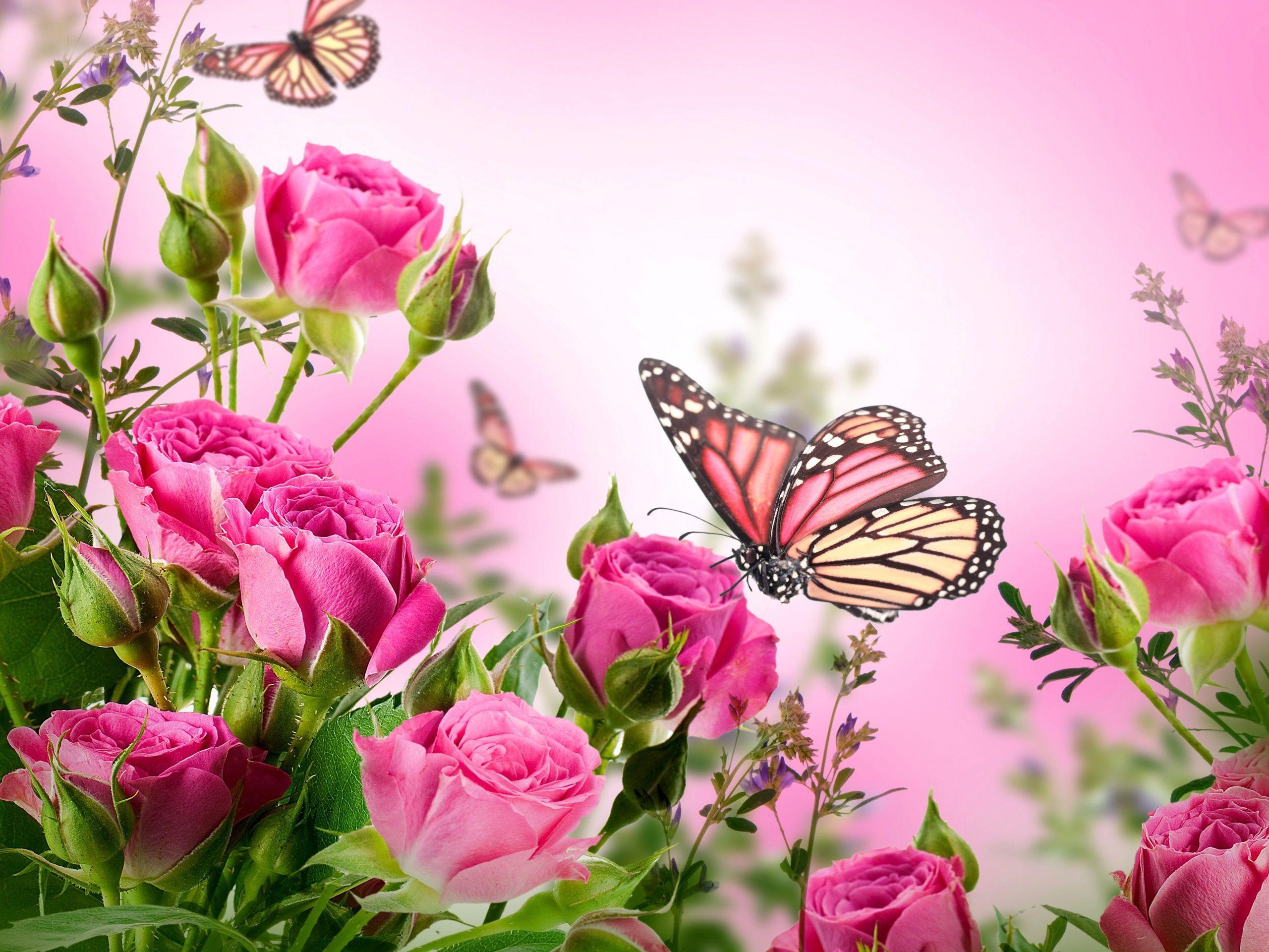 Pink Roses And Butterfly Wallpapers Top Free Pink Roses And