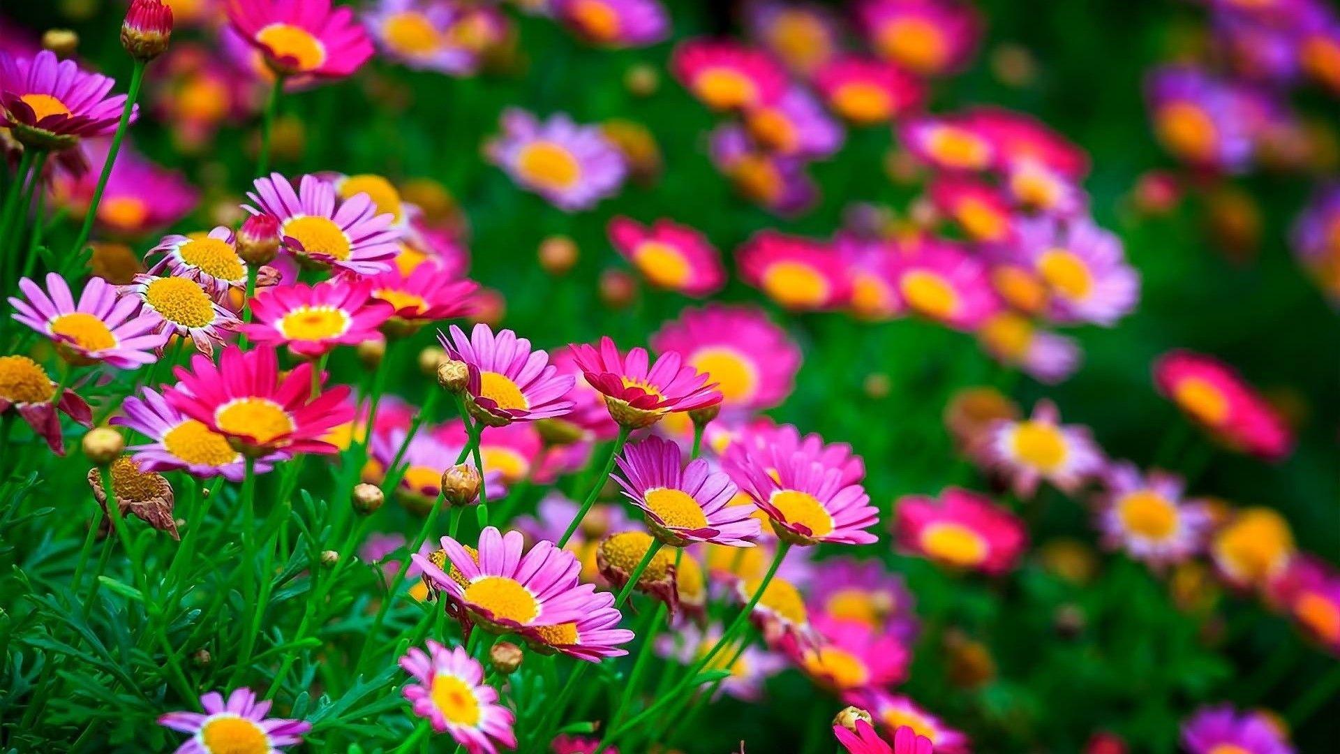 Beautiful Background With Different Flowers
