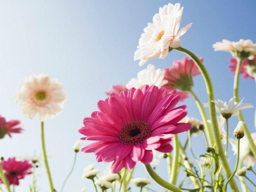 1024x768 Most Beautiful Flowers Wallpaper For Desktop