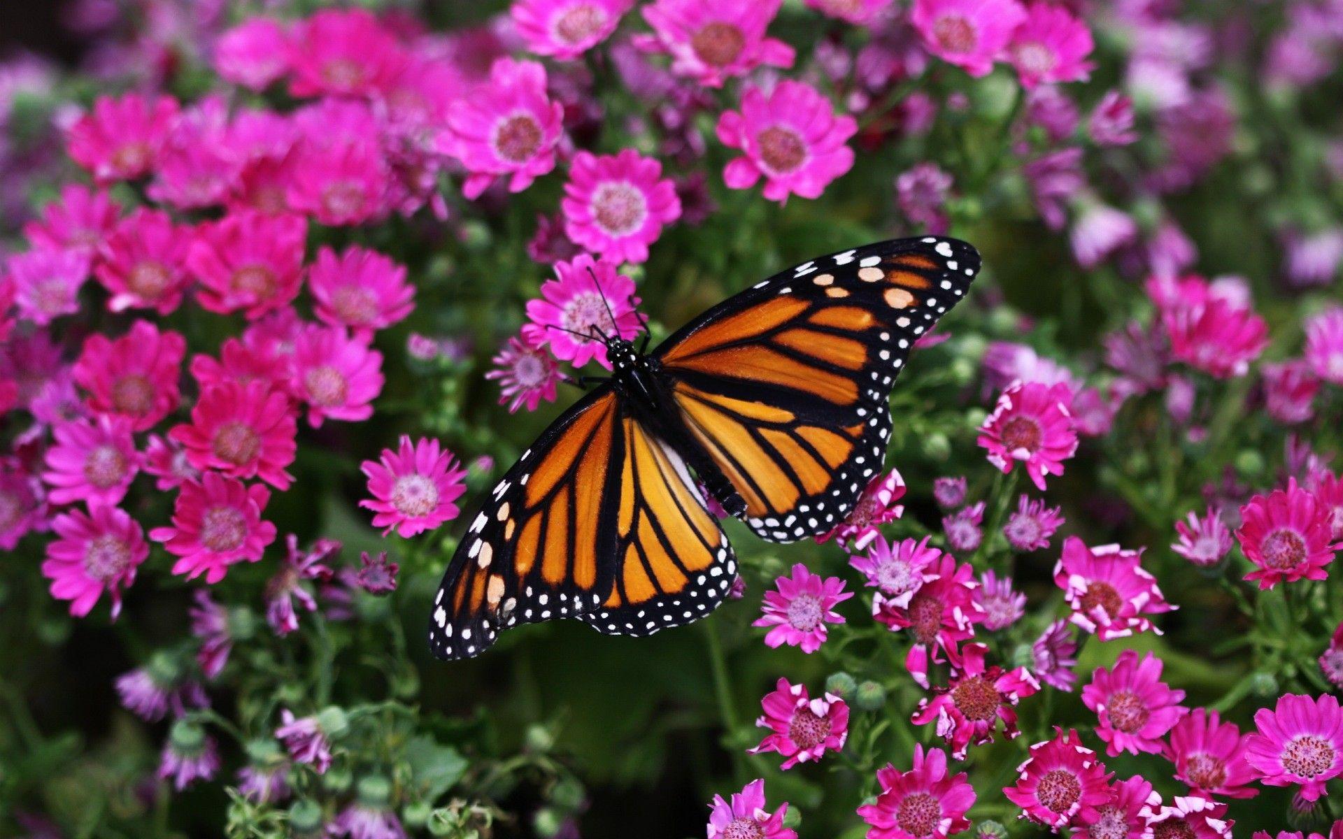 1920x1200 Flower Butterfly Wallpaper