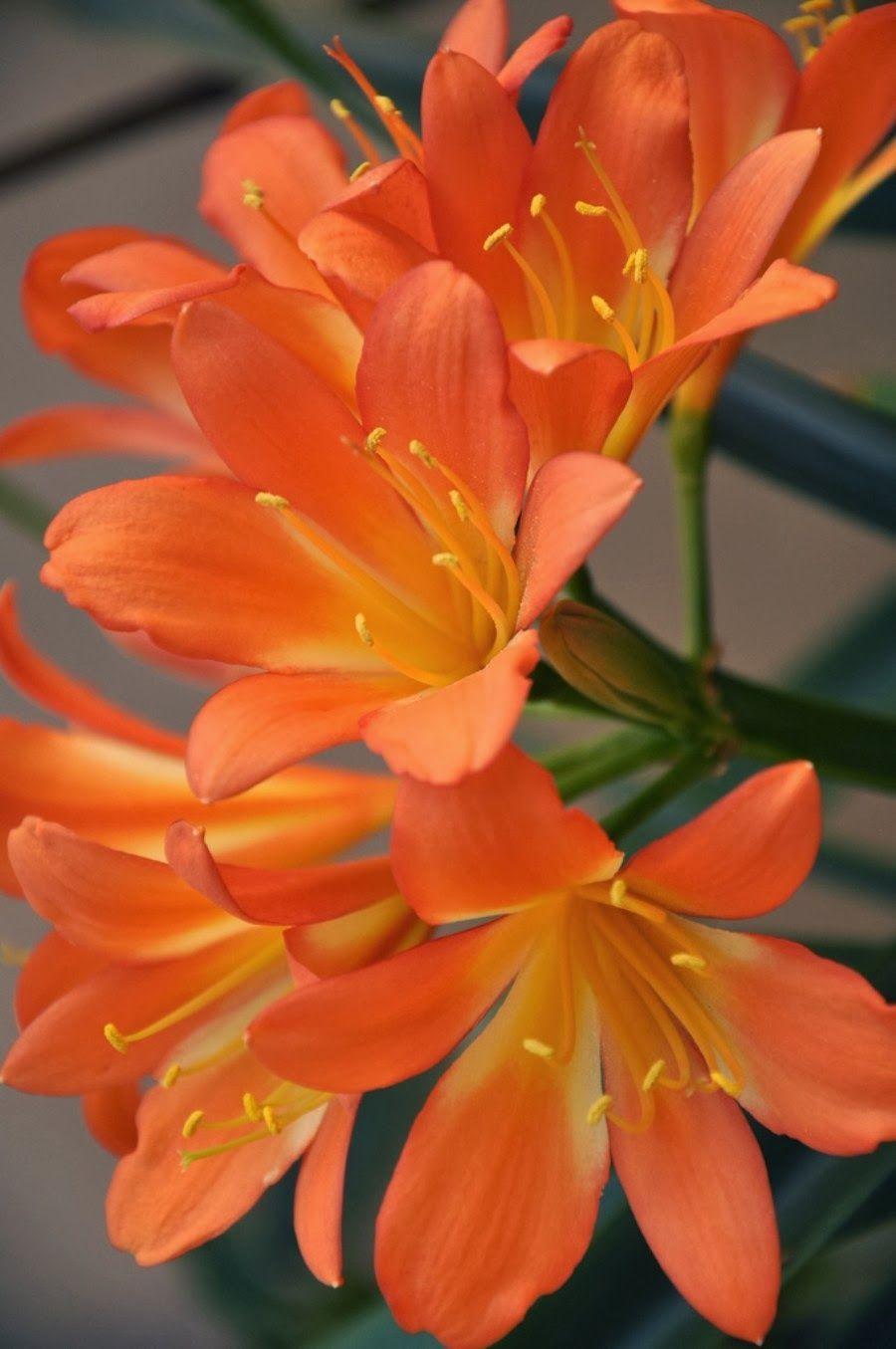 900x1355 World's Most Beautiful Flowers Wallpaper.. HD Wallpaper