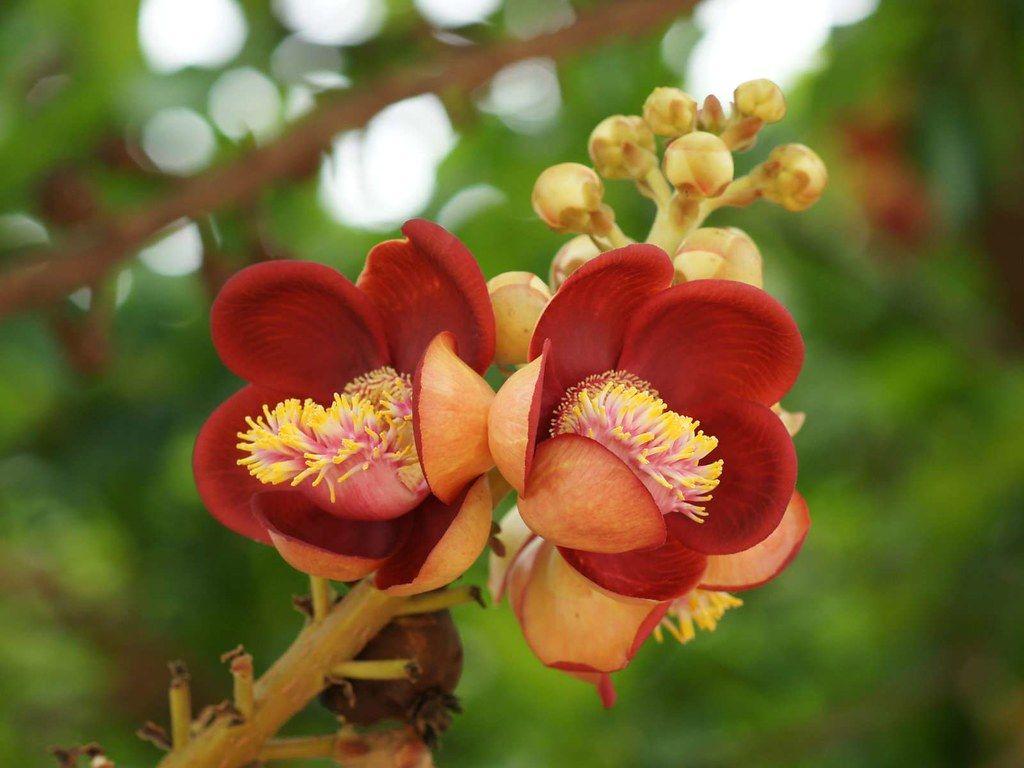 1024x768 beautiful flower wallpaper beautiful flowers in th