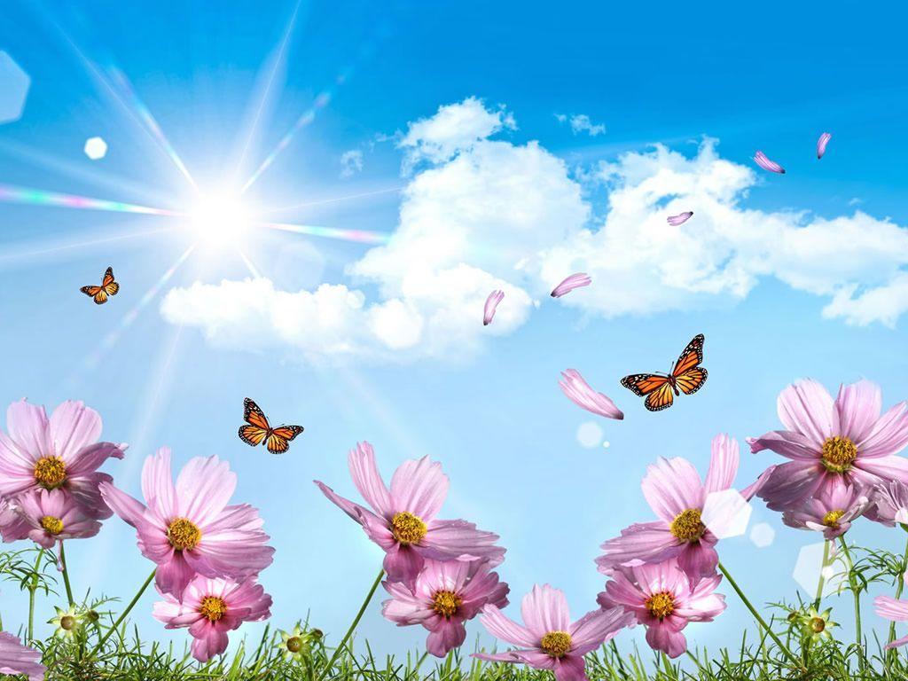 1024x768 Butterfly And Flower Wallpaper Pin