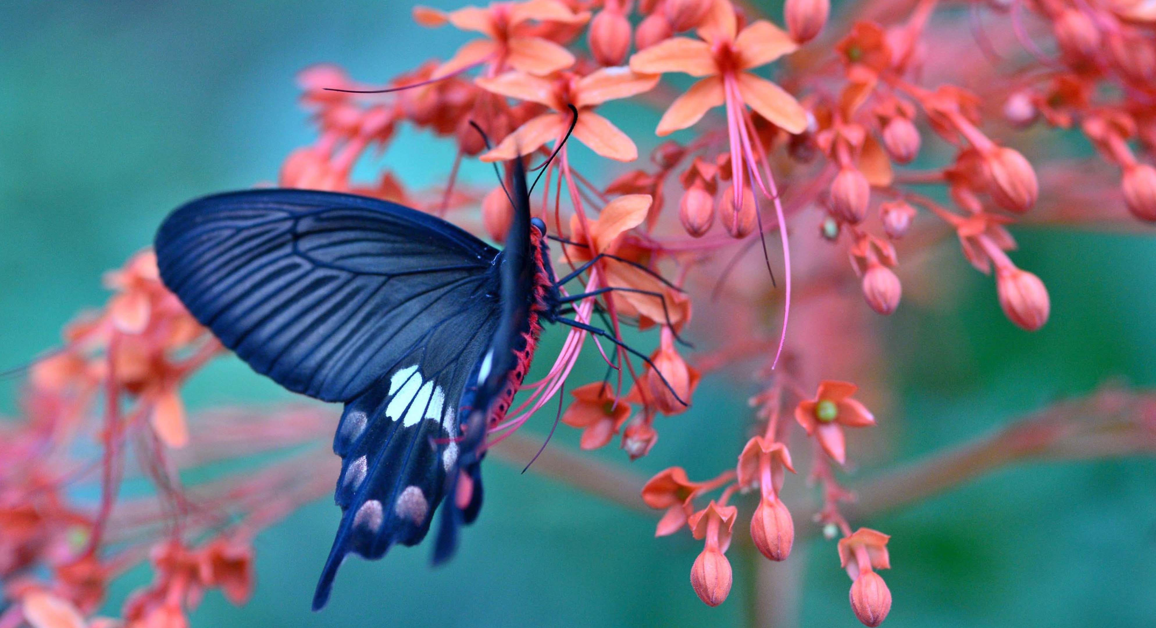 3976x2160 Background store. Flowers and butterflies