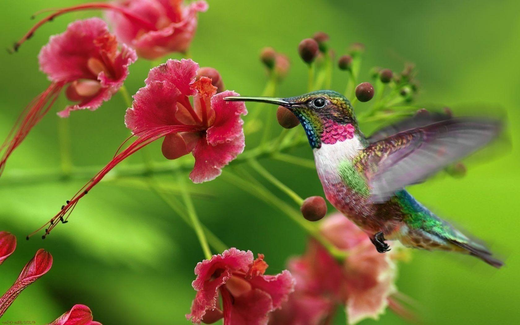 Hummingbird garden  Other  Abstract Background Wallpapers on Desktop  Nexus Image 2355156