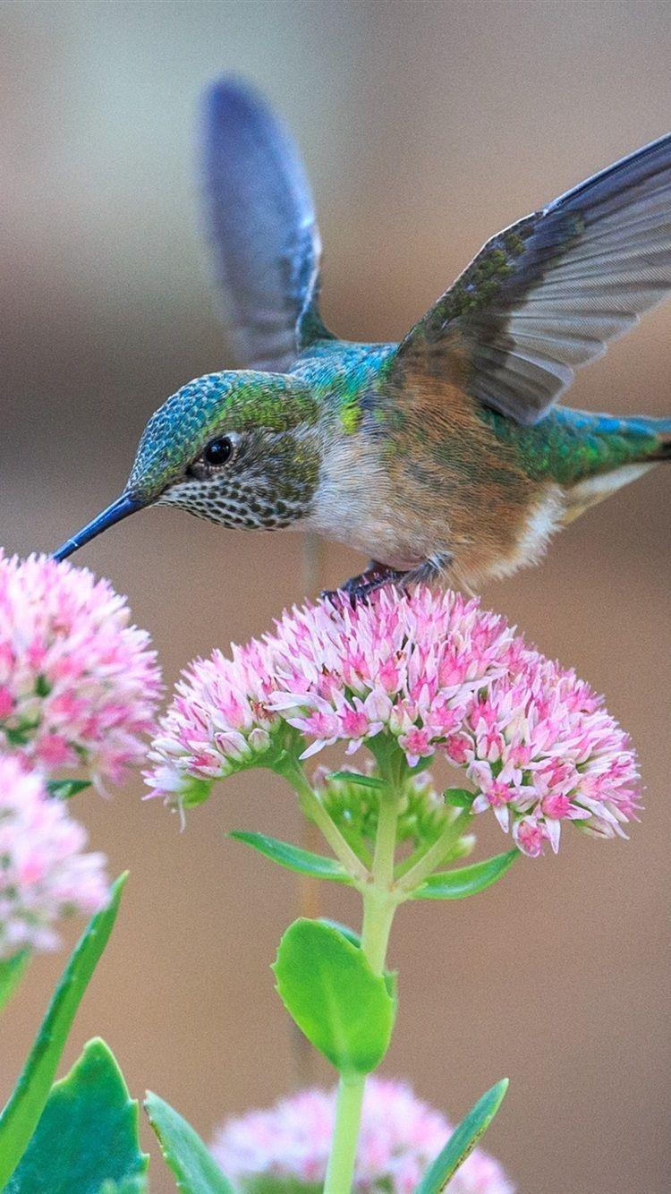 750x1334 Hummingbirds And Pink Flowers 750x1334 IPhone 8 7 6 6S Wallpaper, Background, Picture, Image