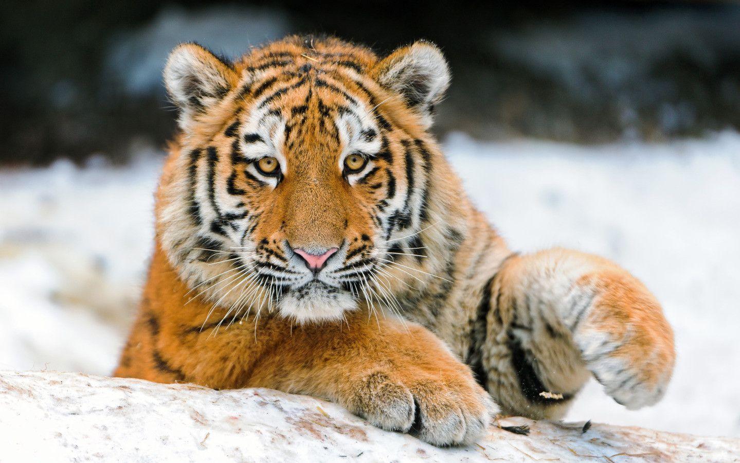 Cute tiger Wallpapers Download  MobCup